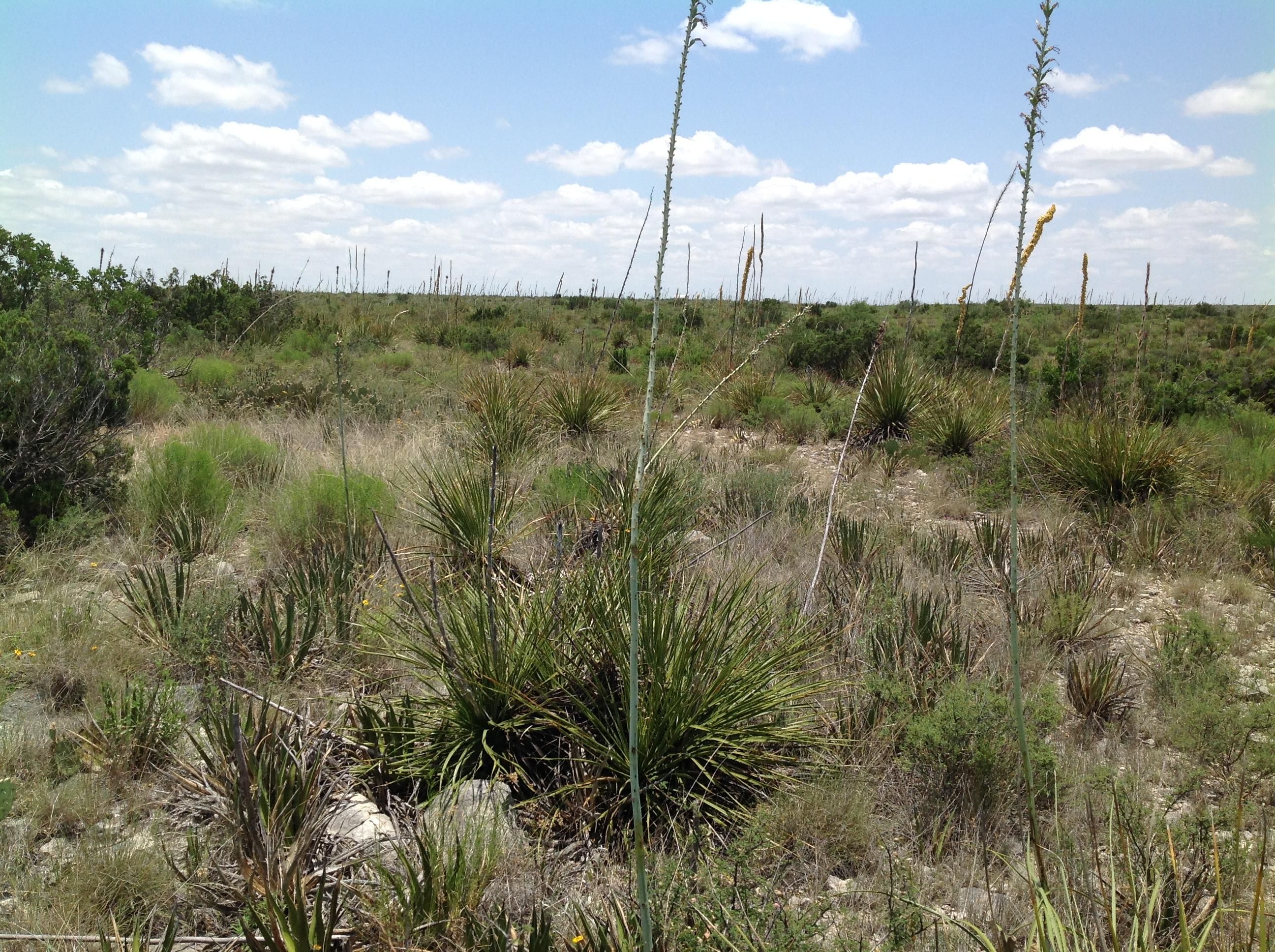 90.73 acres in Terrell County, Texas