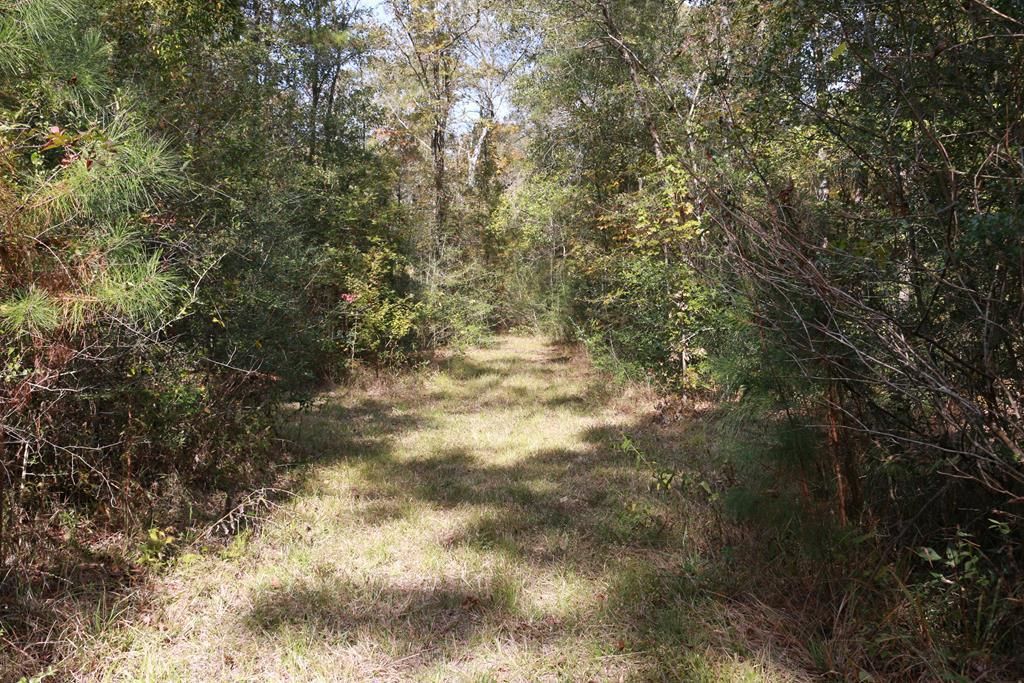 23 acres in Angelina County, Texas