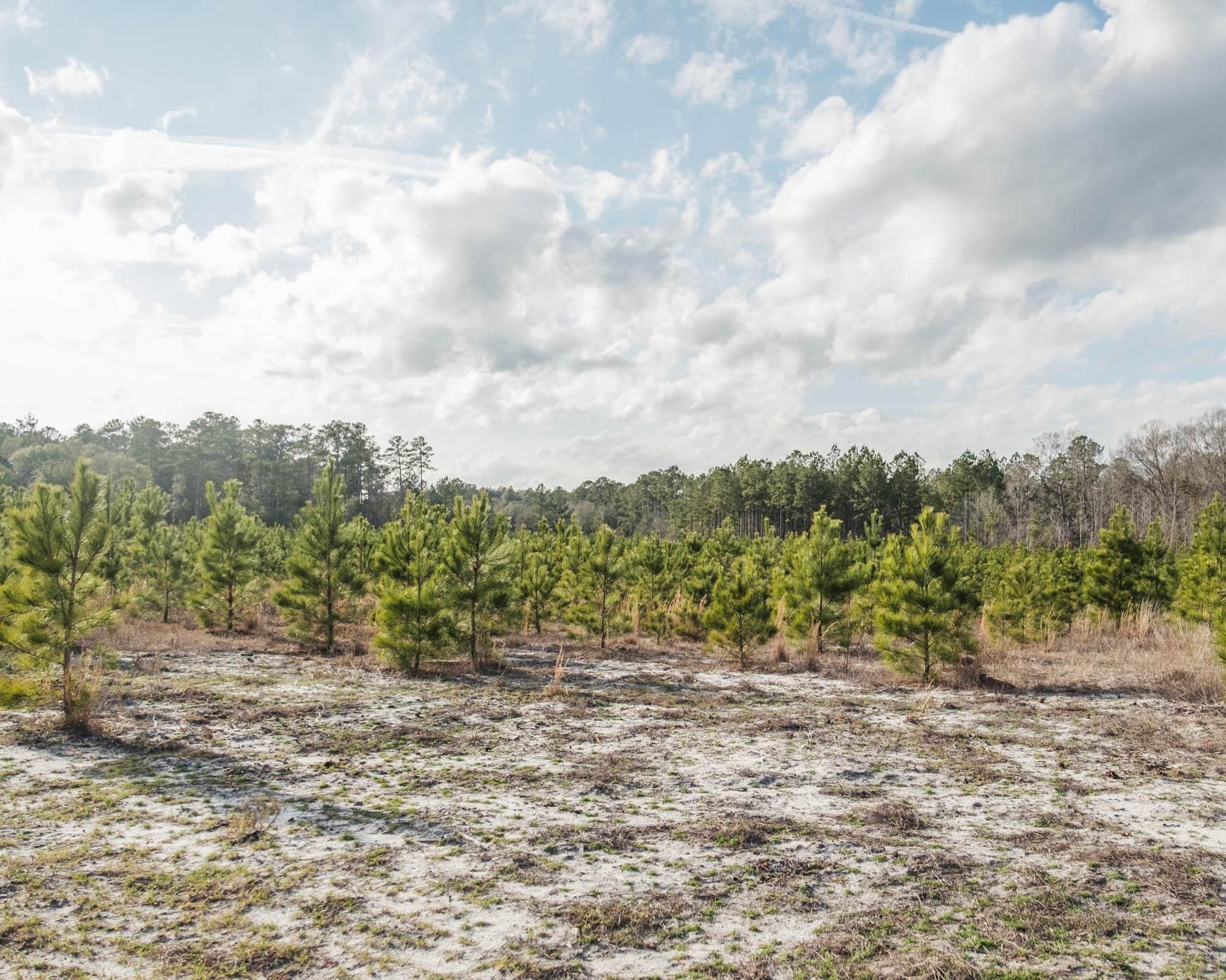 10 acres in Screven County,