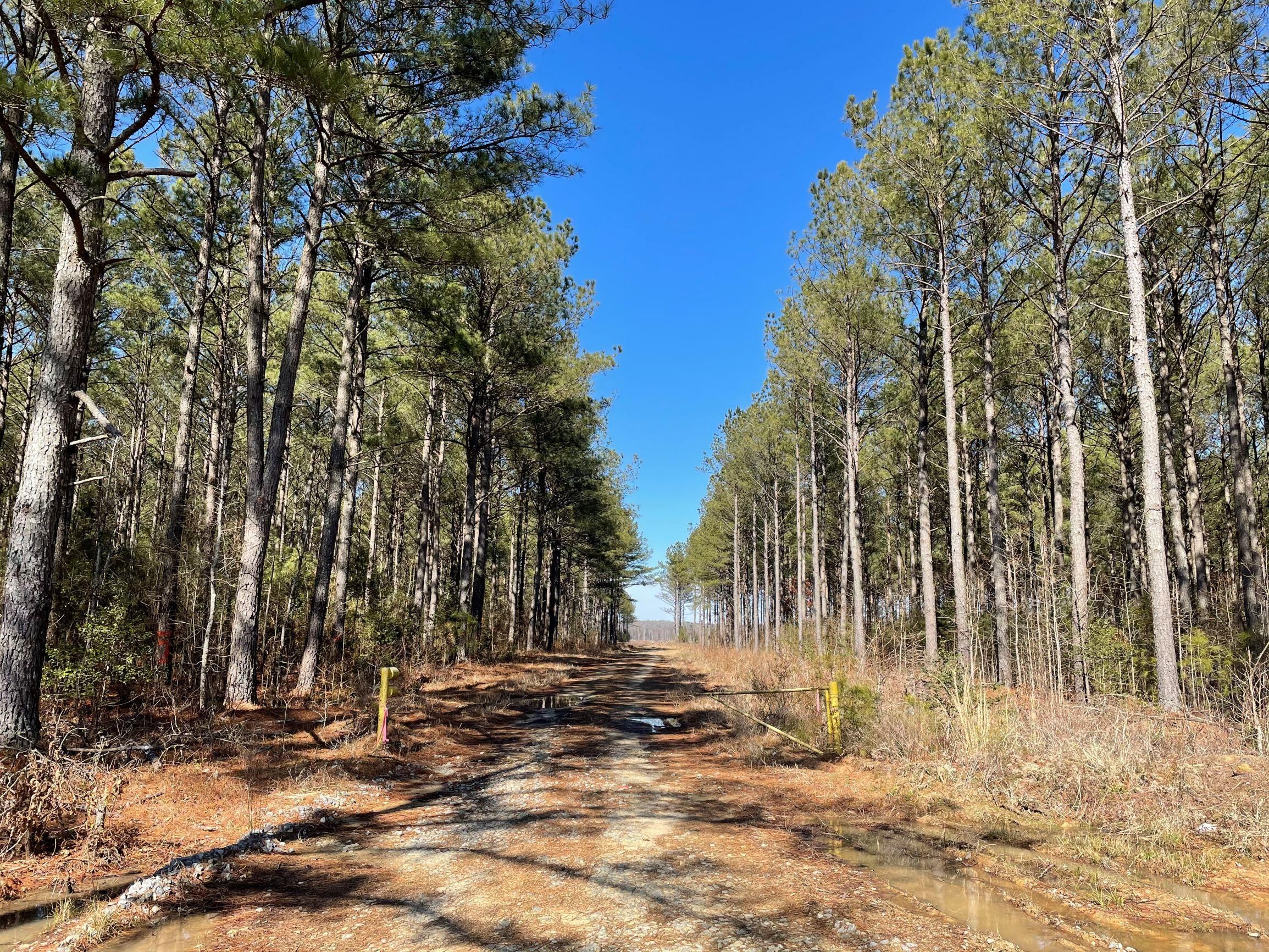 Taylors Mills Road (Route 625), Emporia, VA 23847 MLS B153 Azalea