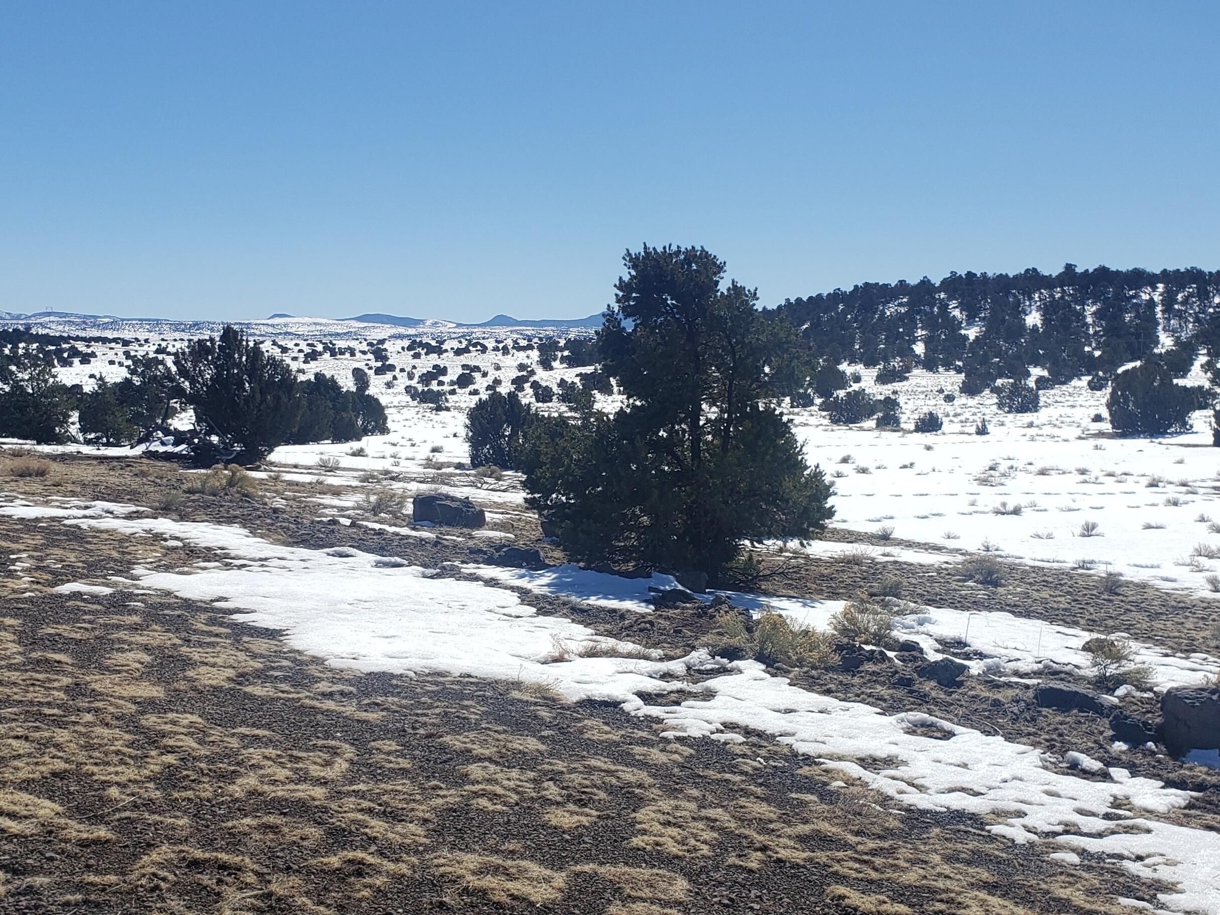 40 acres in Catron County, New Mexico