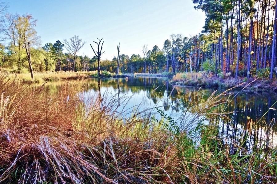 52 acres in Caddo Parish, Louisiana