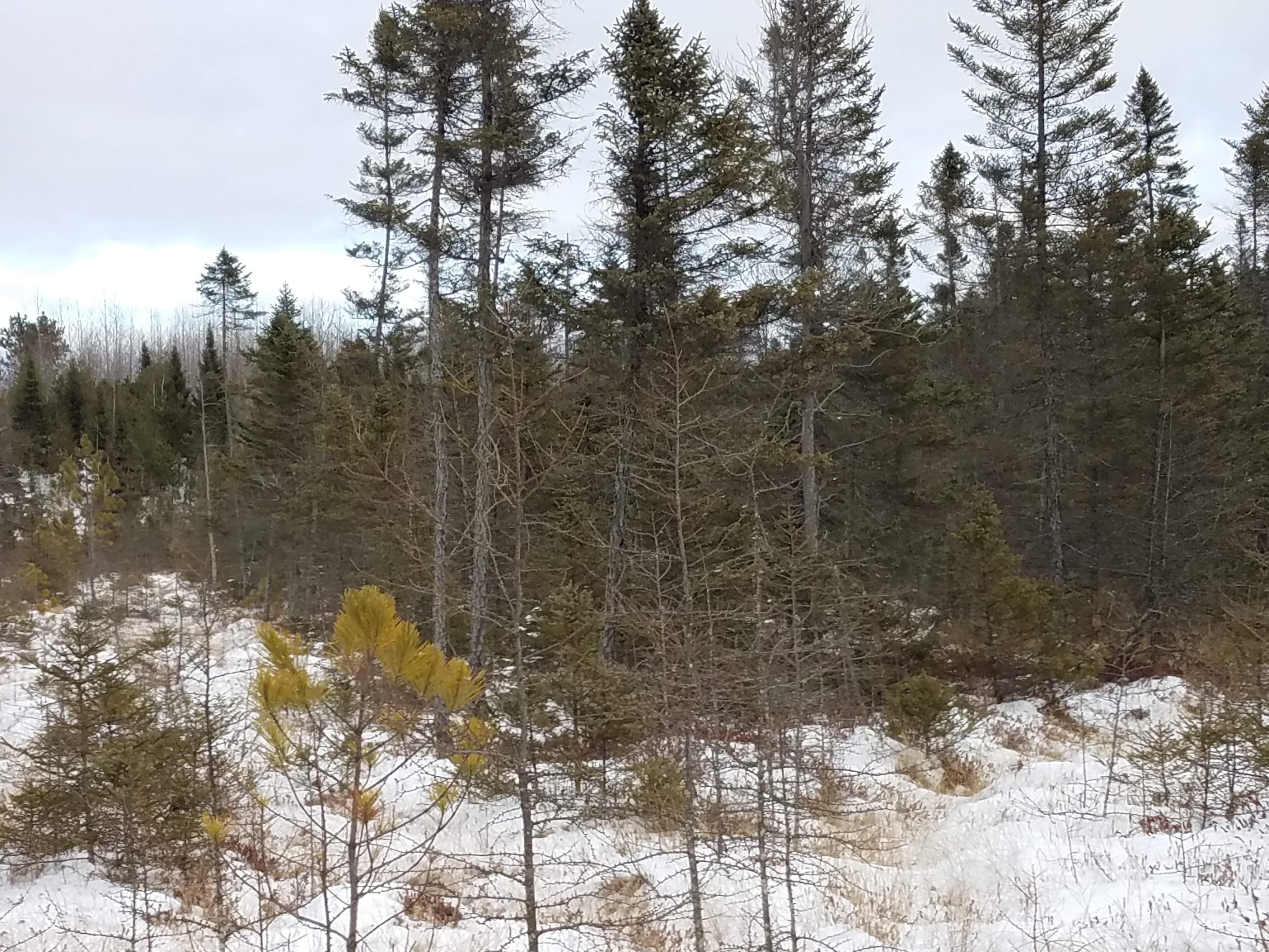 40 acres in Taylor County, Wisconsin