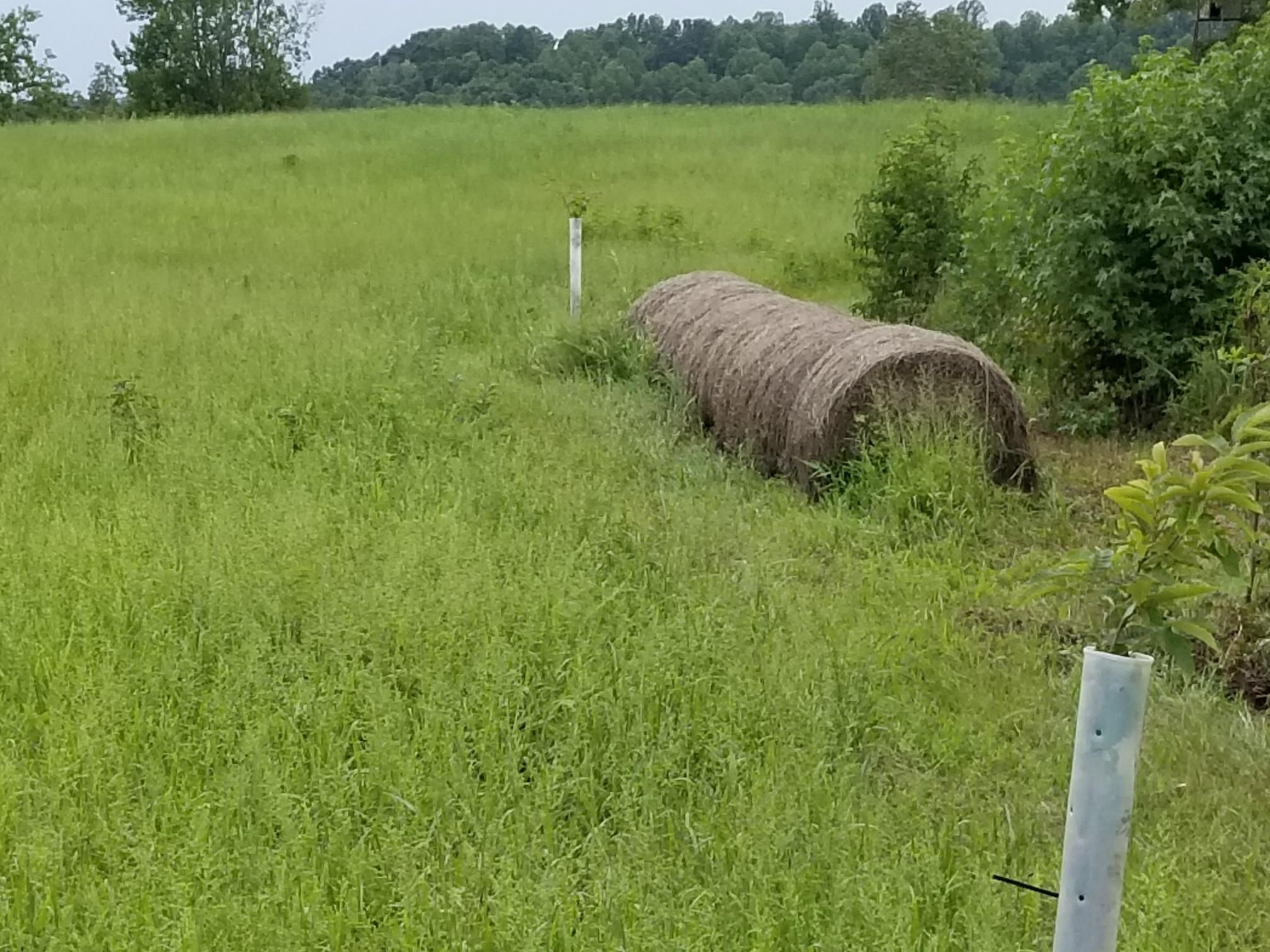 295 acres in Caswell County, North Carolina
