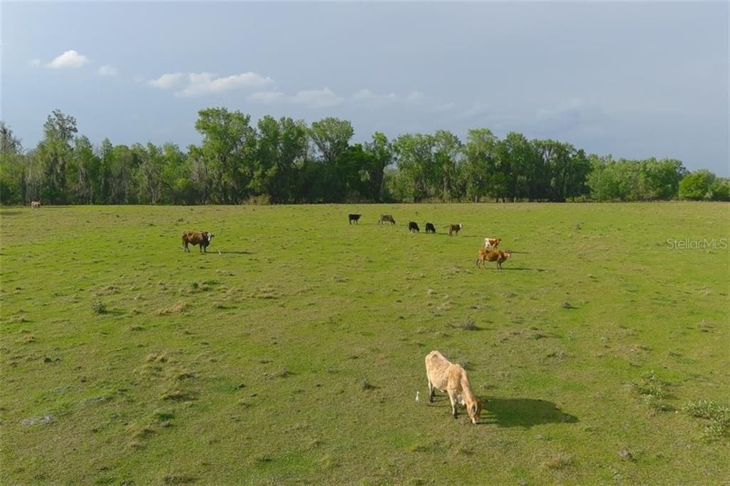 40 acres in DeSoto County, Florida