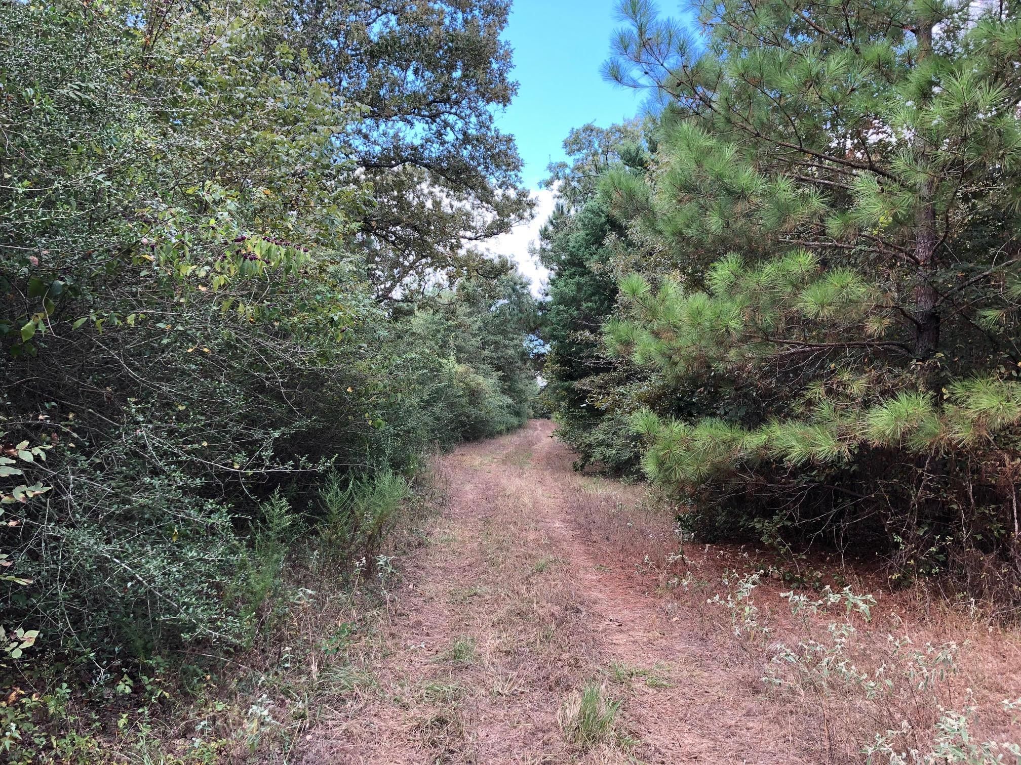 140 acres in Freestone County, Texas