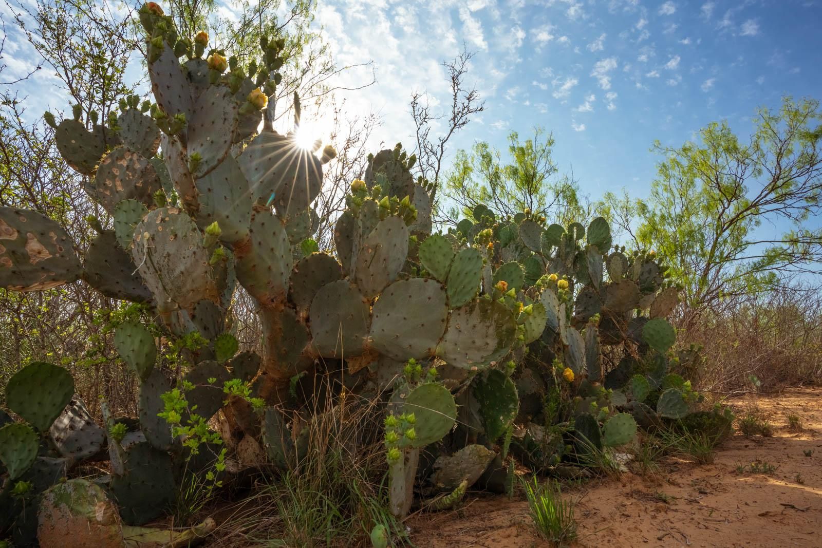 260 acres in La Salle County, Texas
