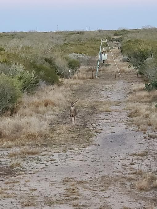 675 acres in McMullen County, Texas