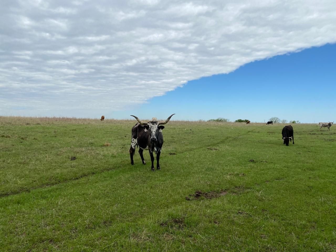 601 acres in Pontotoc County, Oklahoma