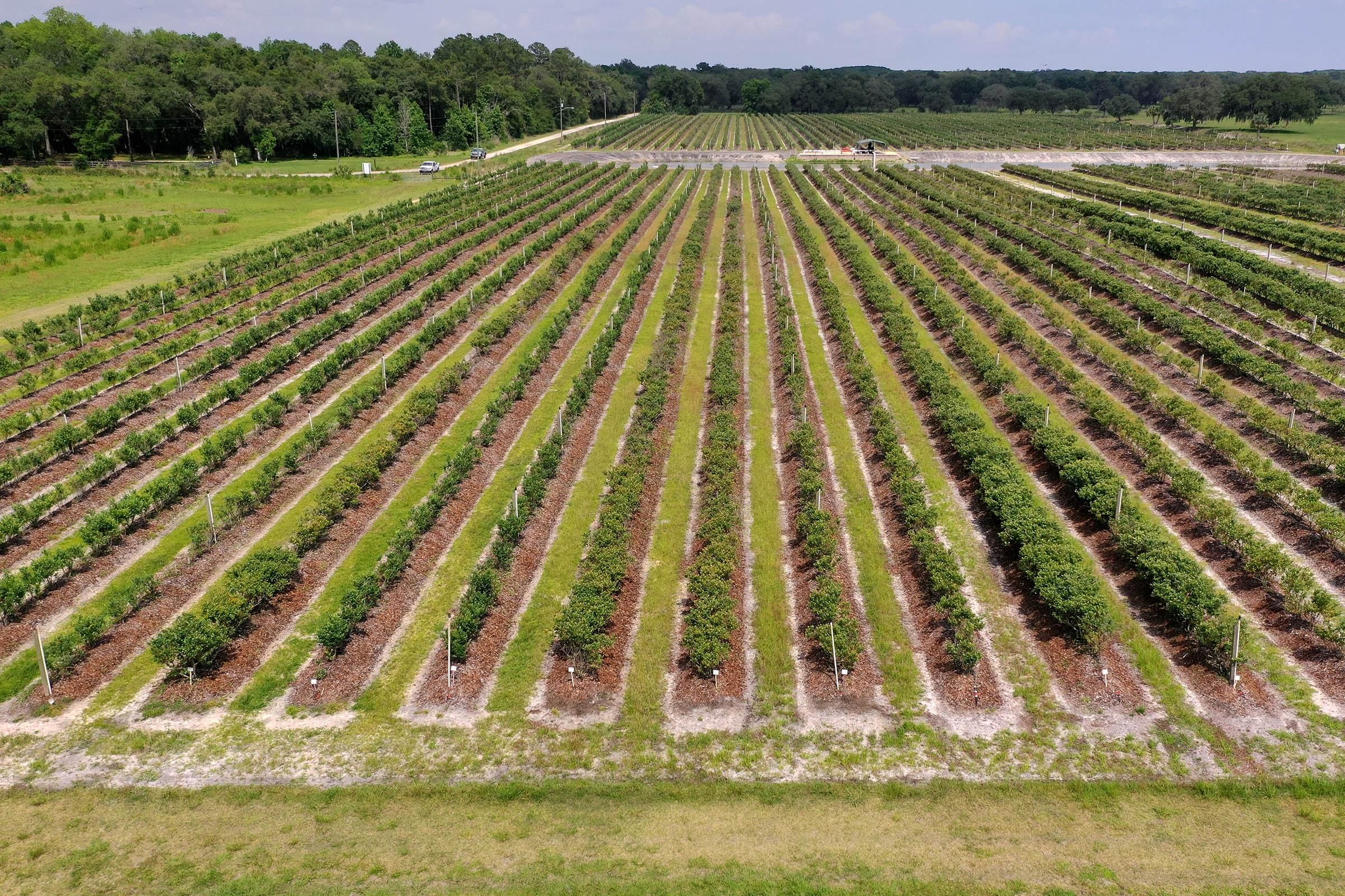 53.43 acres in Citrus County, Florida