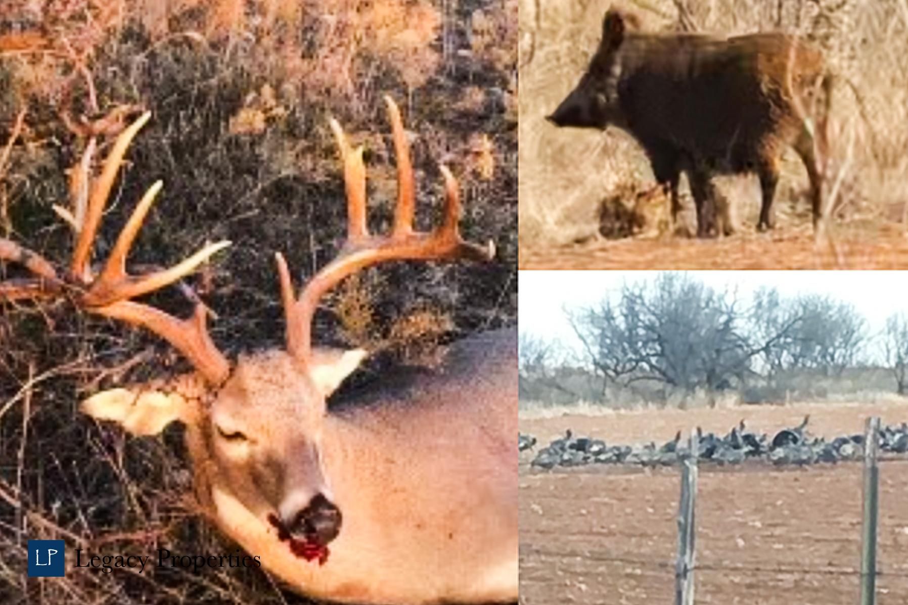 151.4 acres in Cottle County, Texas