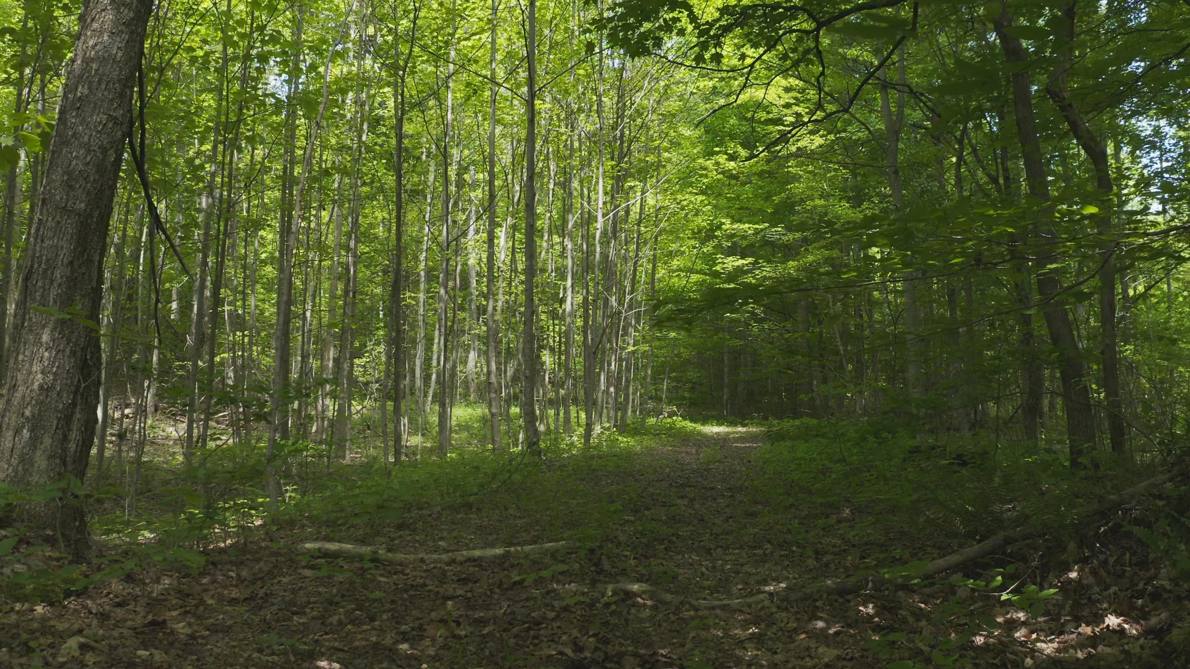 Gfkyunrestricted Land In Tennessee 46 - e4hxuvj