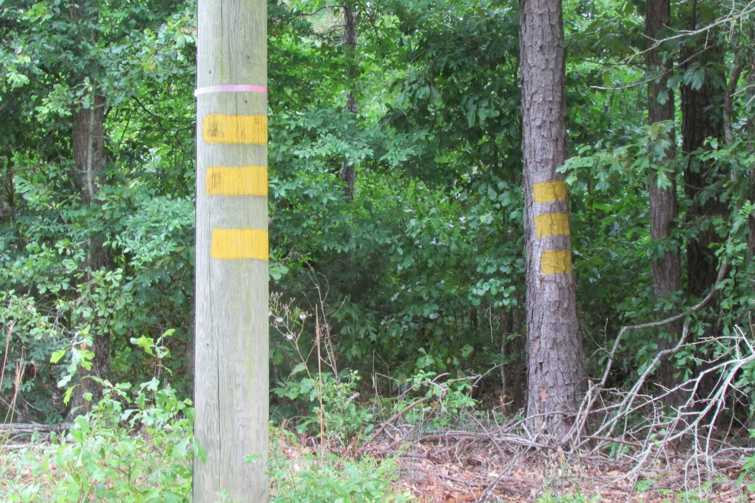 146 acres in Lee County, South Carolina