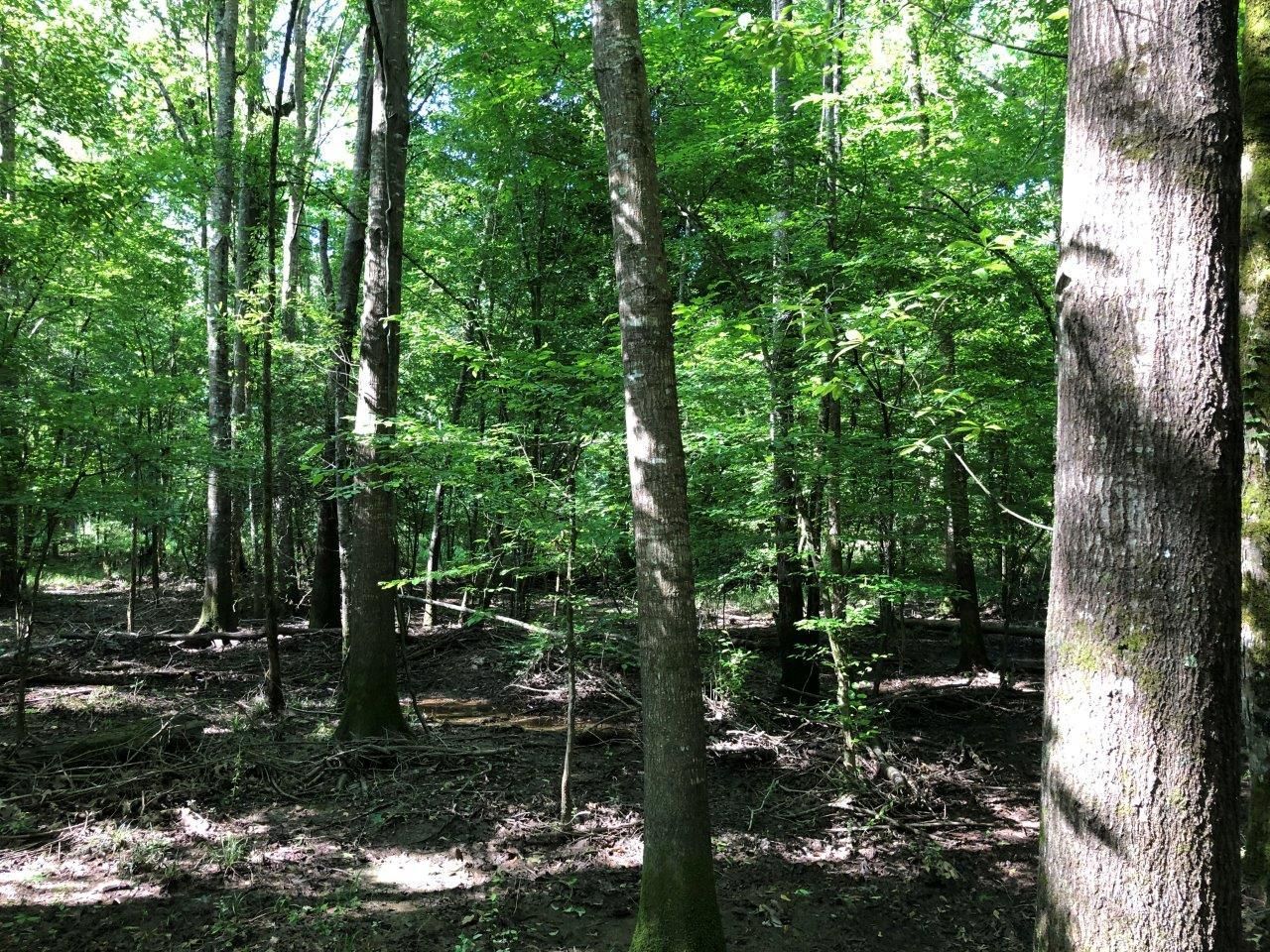 204 acres in Cleveland County, Arkansas