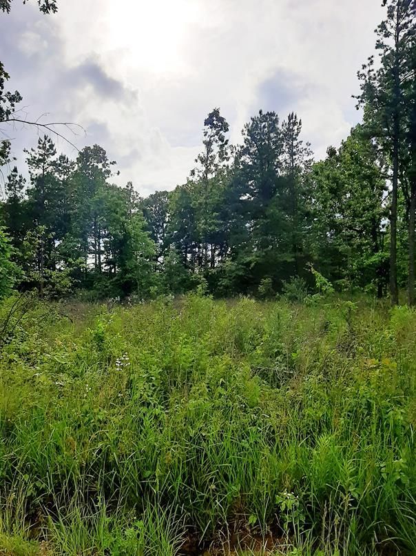 40 acres in Shannon County, Missouri