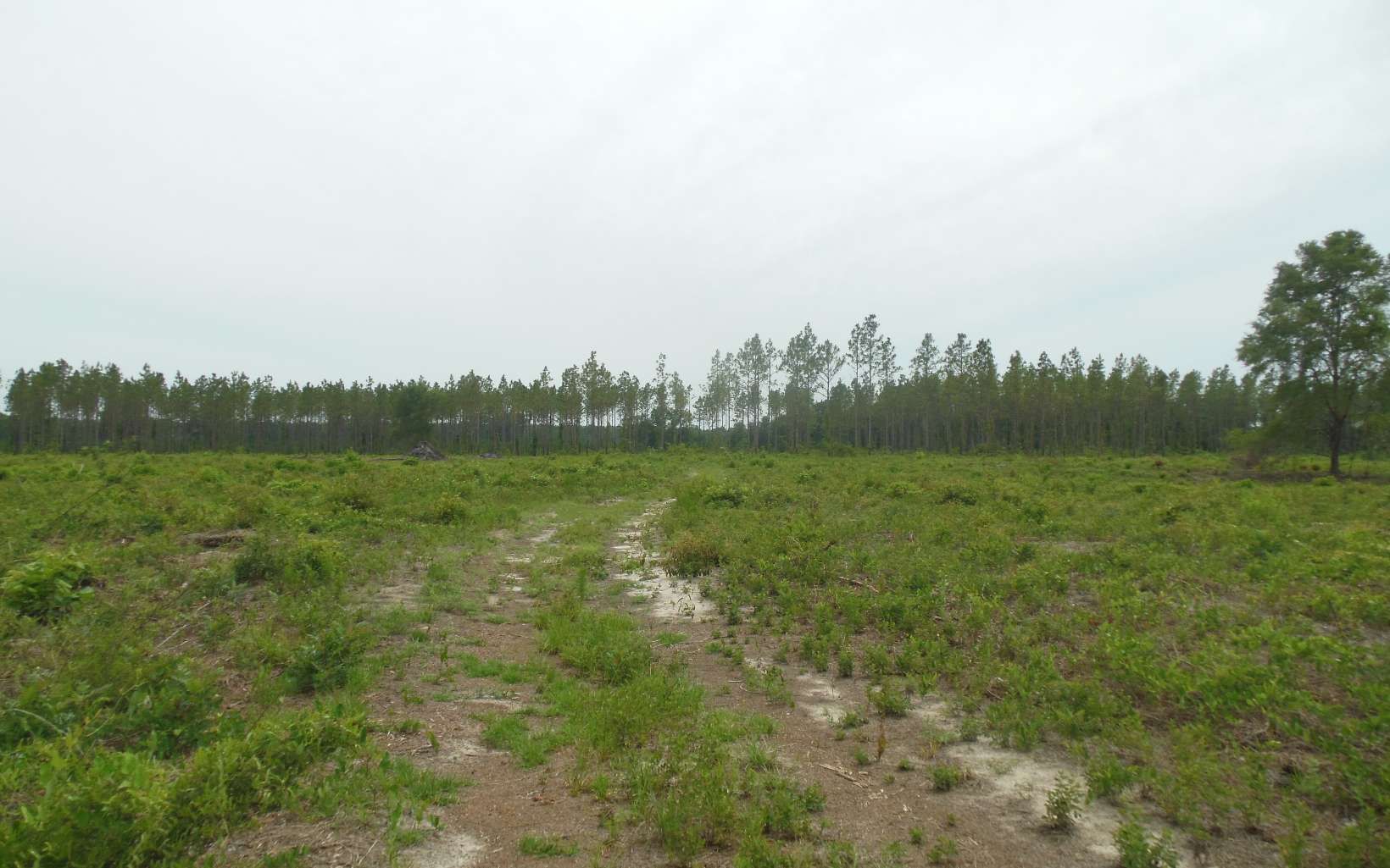 40 acres in Hamilton County, Florida