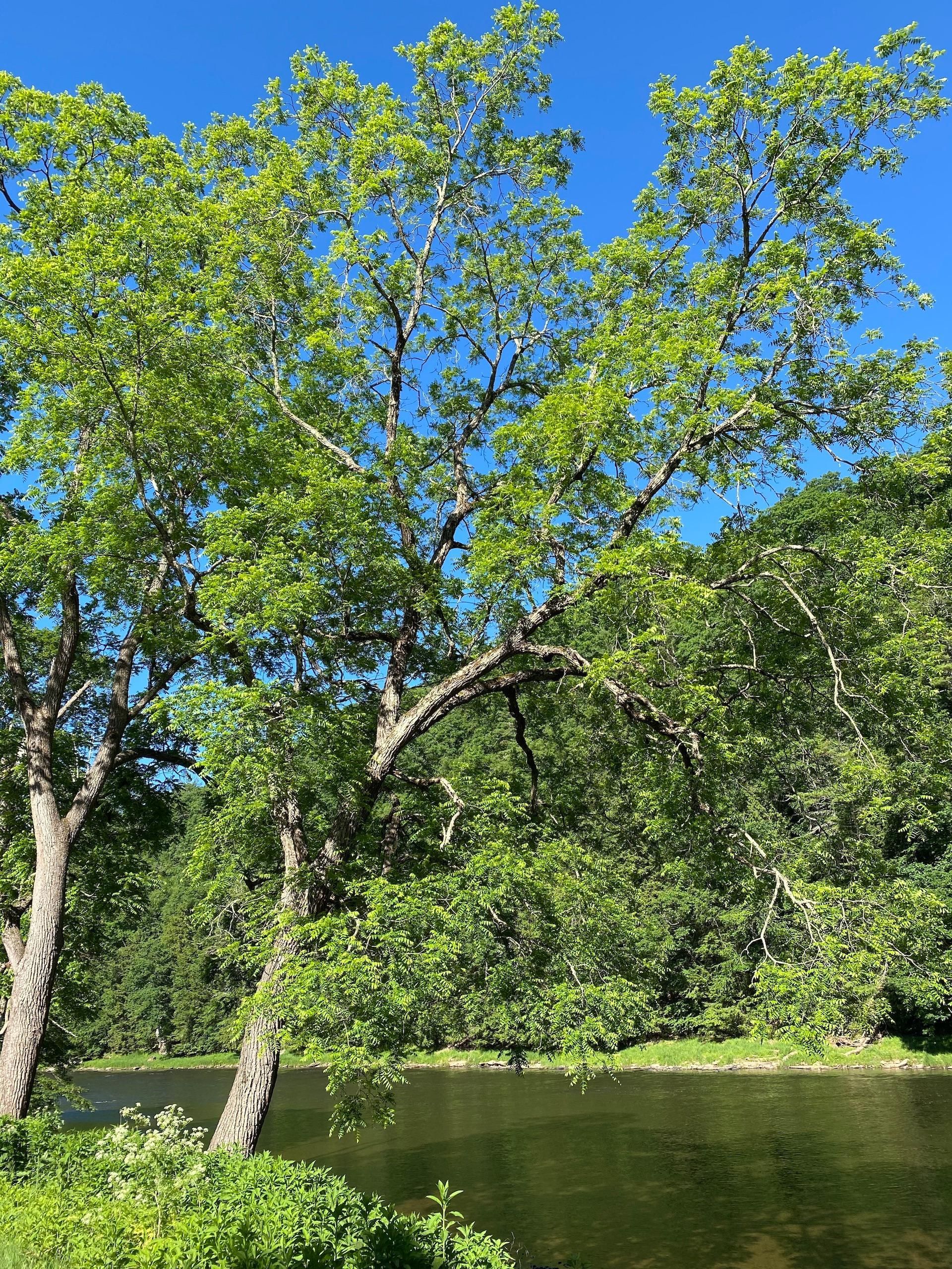 1.45 acres in Forest County, Pennsylvania