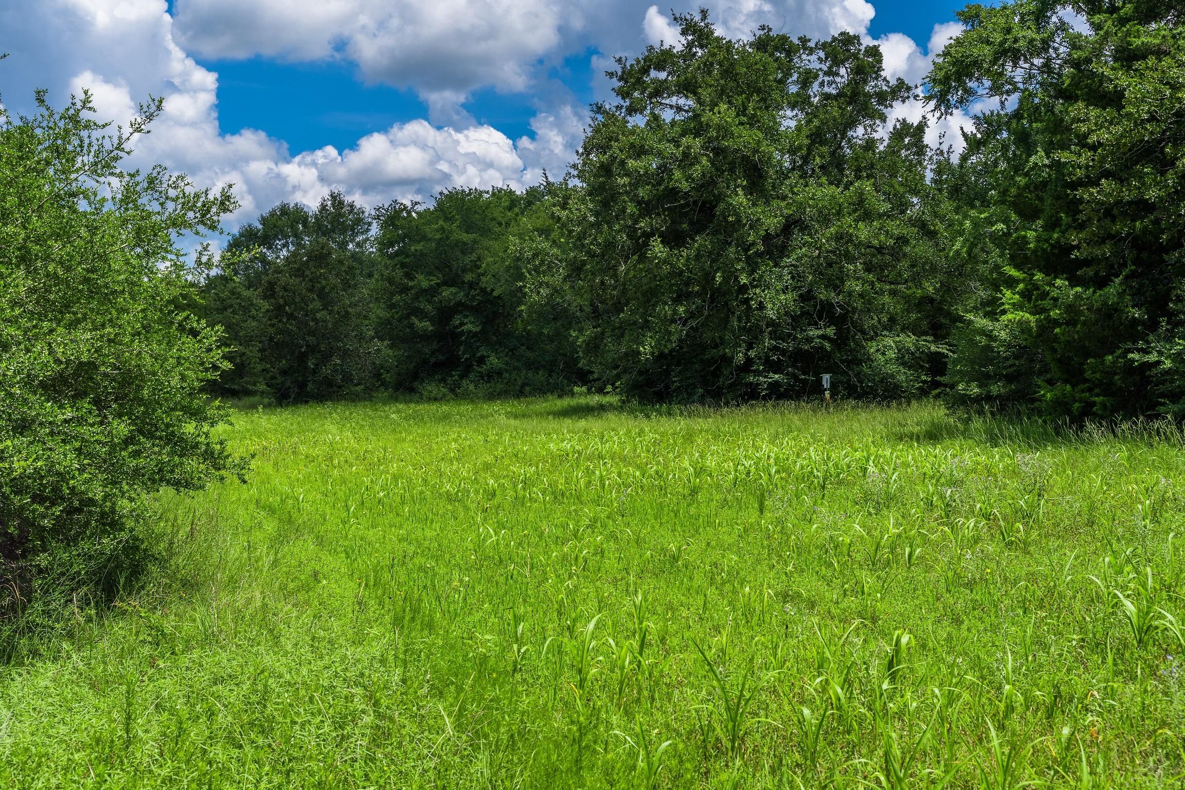 County Road 129, Bedias, TX 77831