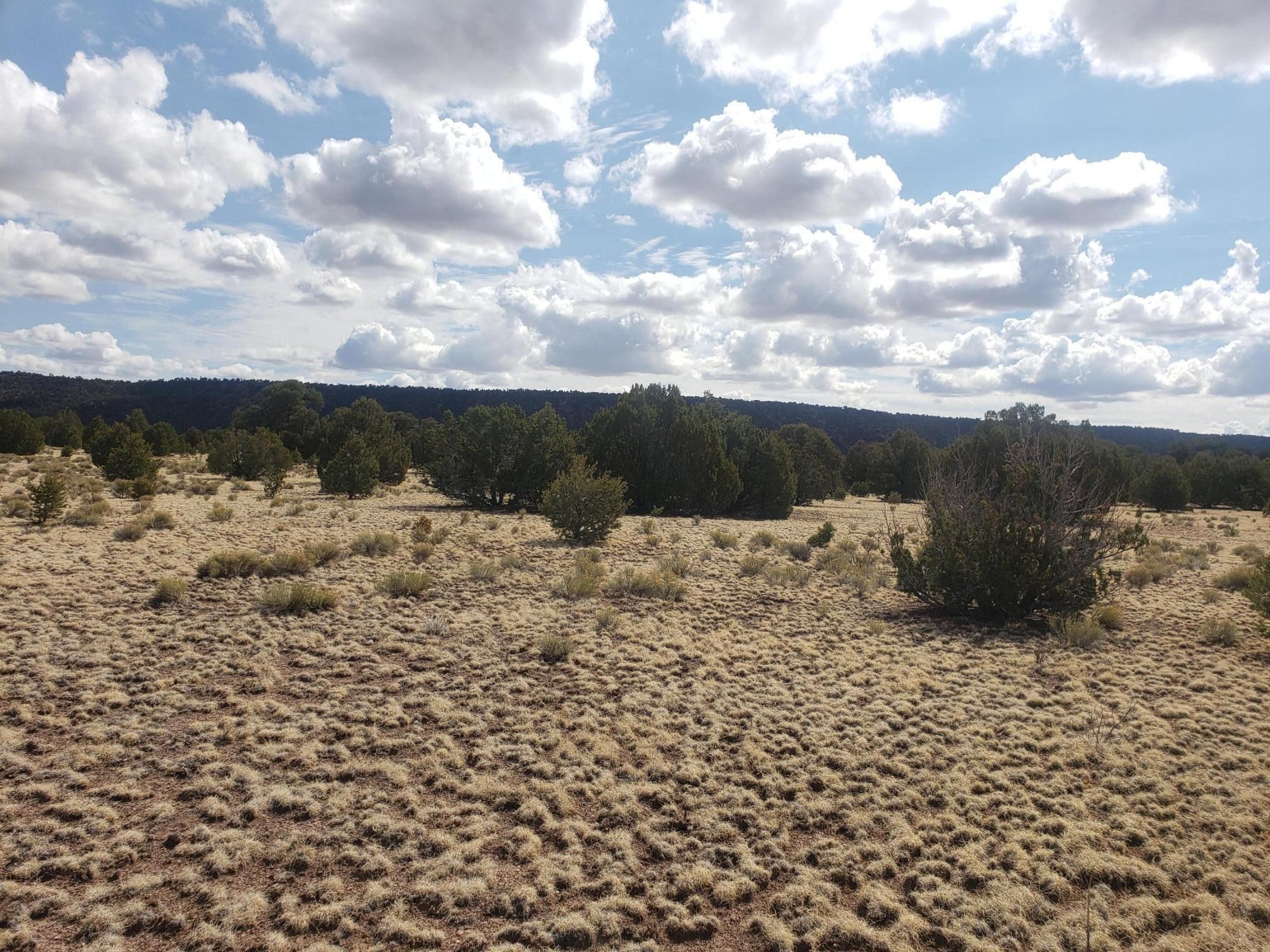 20 acres in Catron County, New Mexico