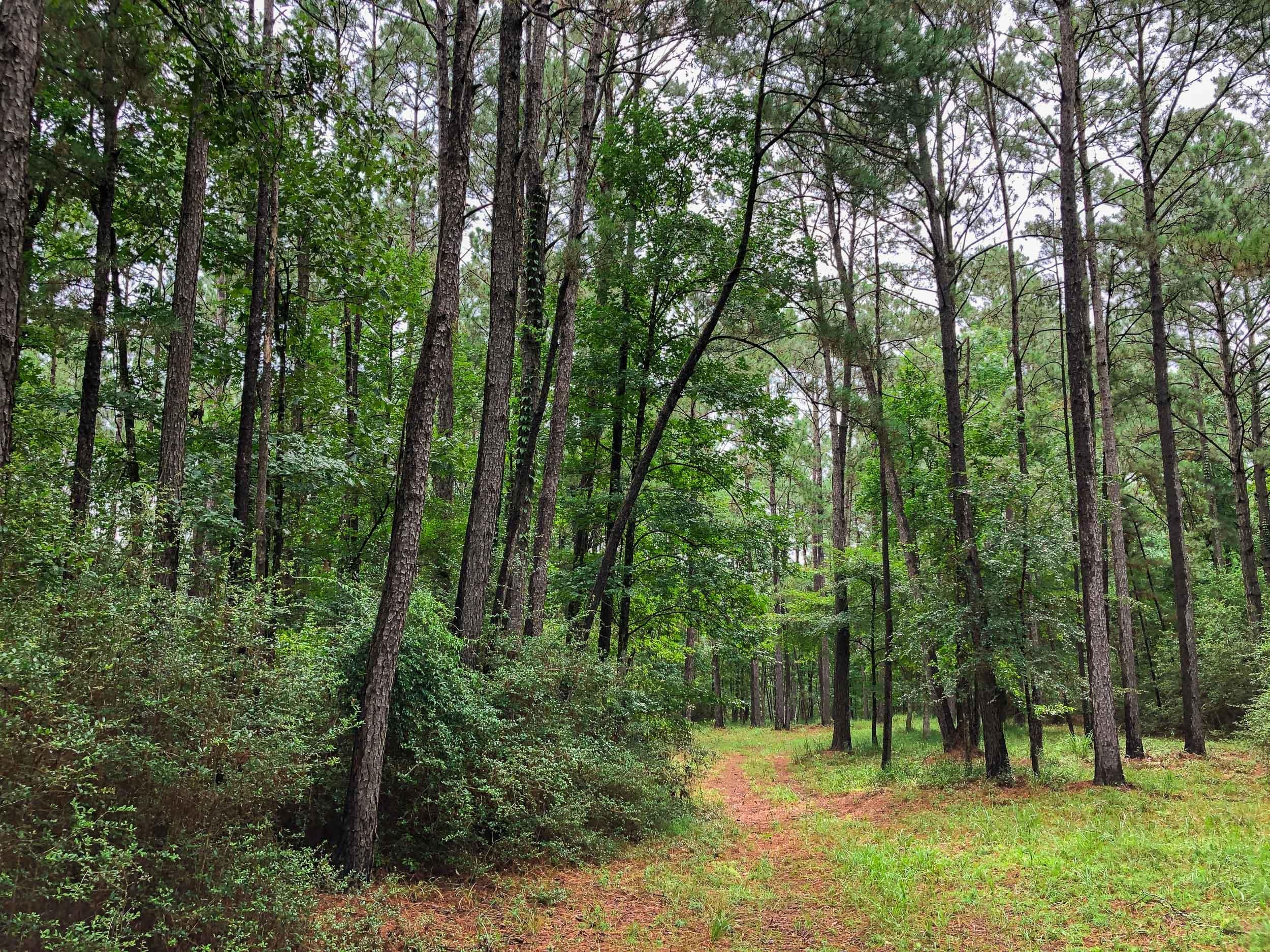 118 acres in Trinity County, Texas