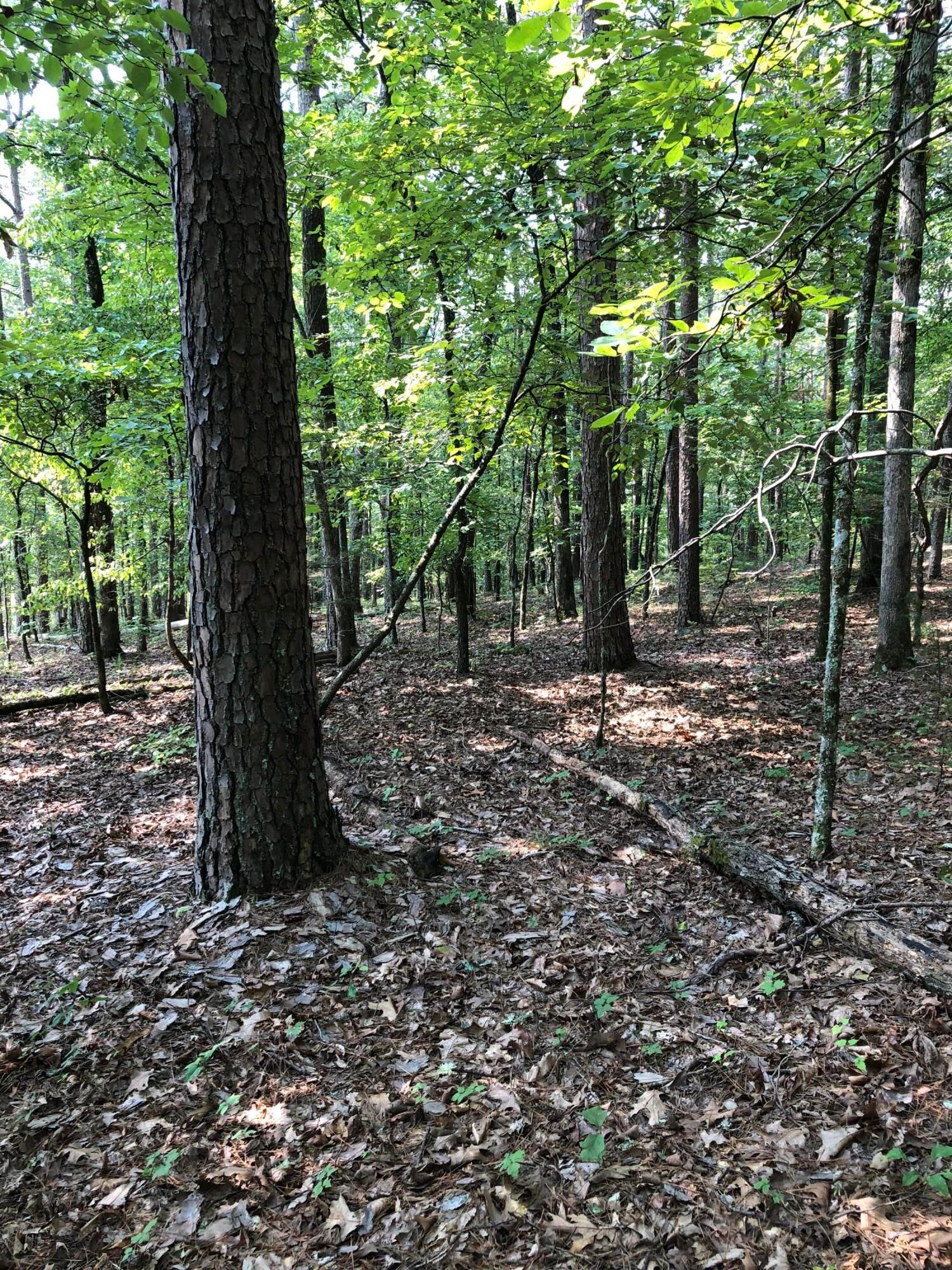 40 acres in Newton County, Arkansas
