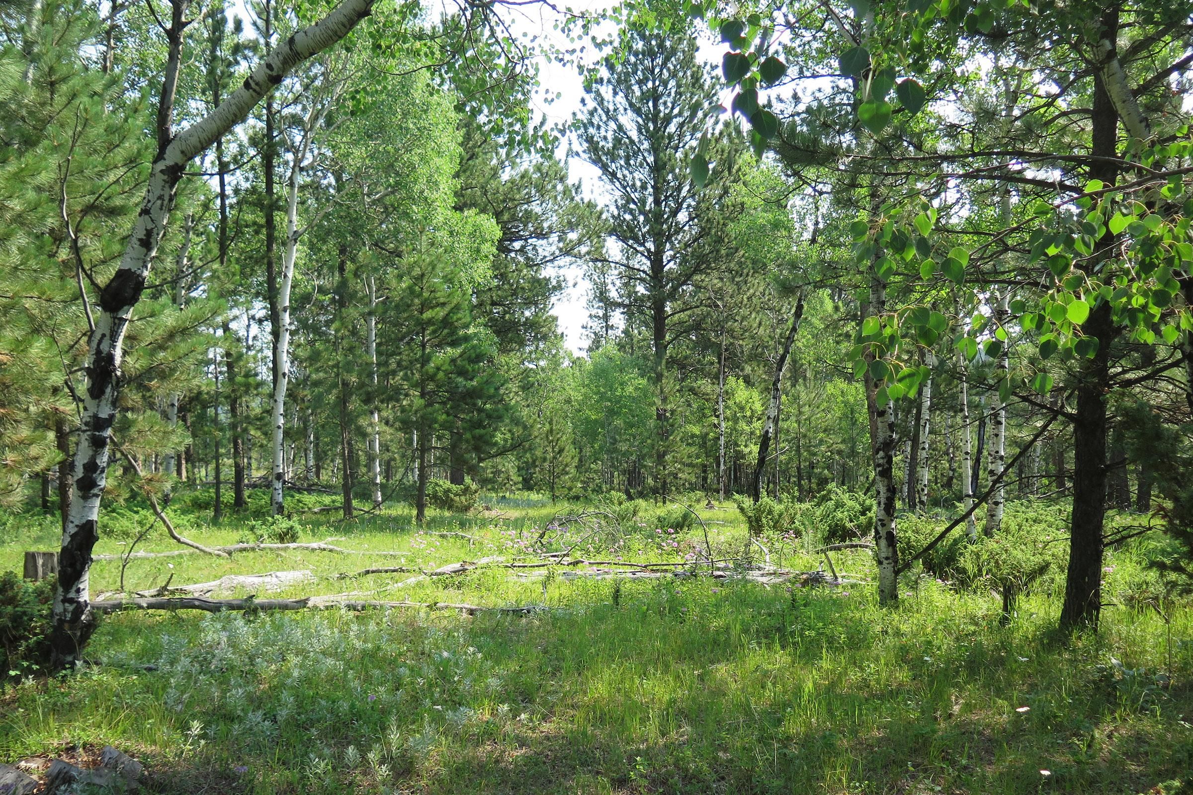 35 acres in Weston County, Wyoming