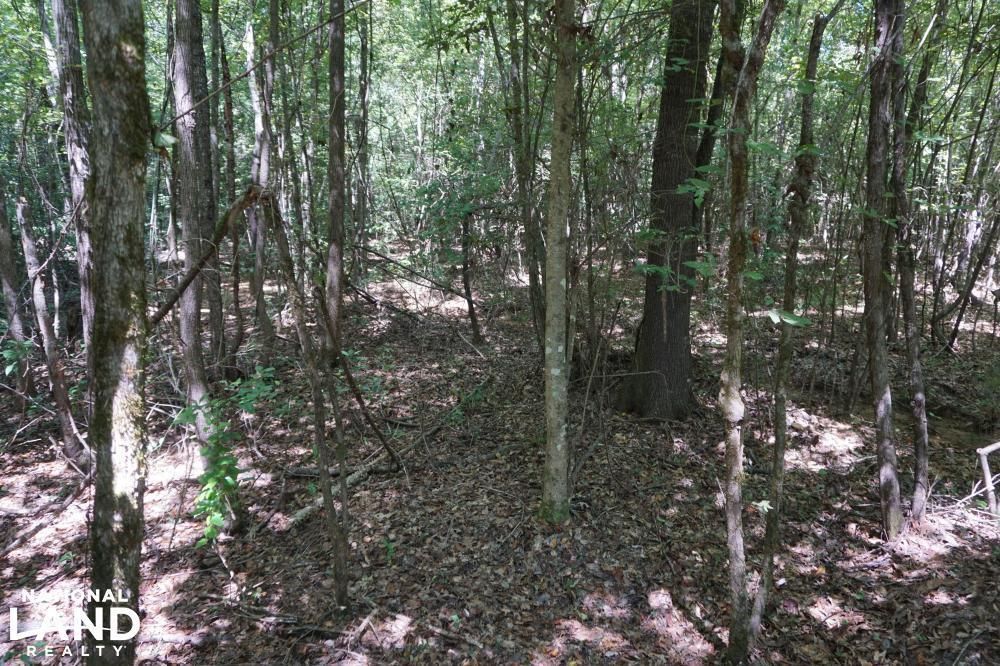 38 acres in Hale County, Alabama