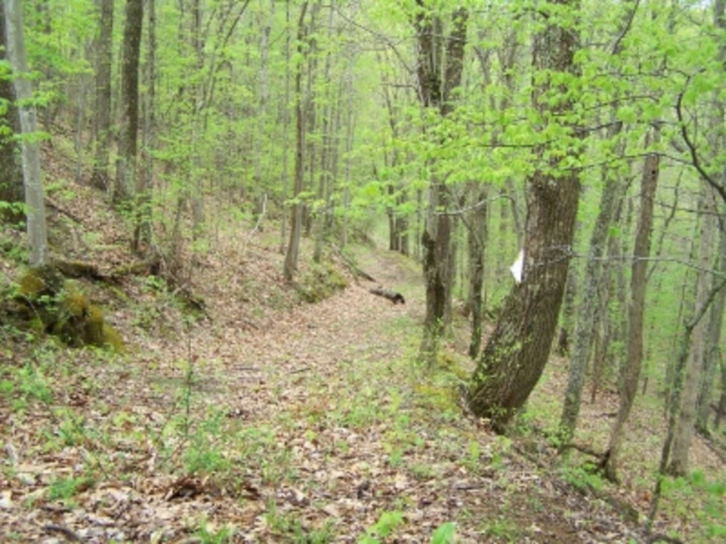 96.51 acres in Calhoun County, West Virginia