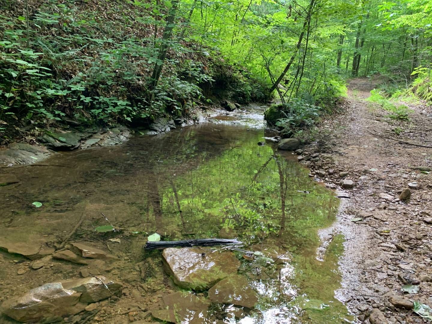 121.65 acres in Mingo County, West Virginia