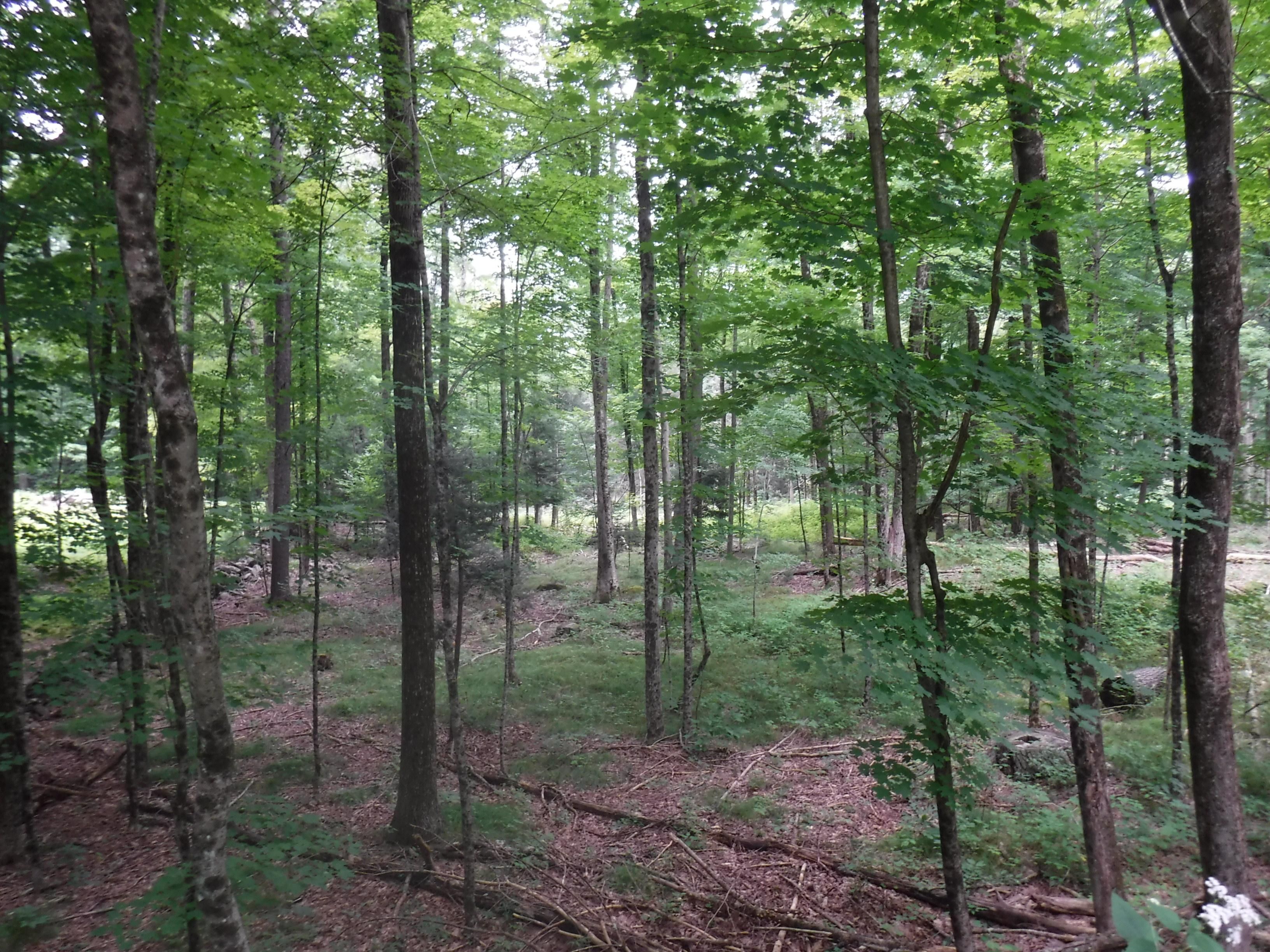 lot 12 Vinton Rd, Holland, MA 01521 MLS 72789631