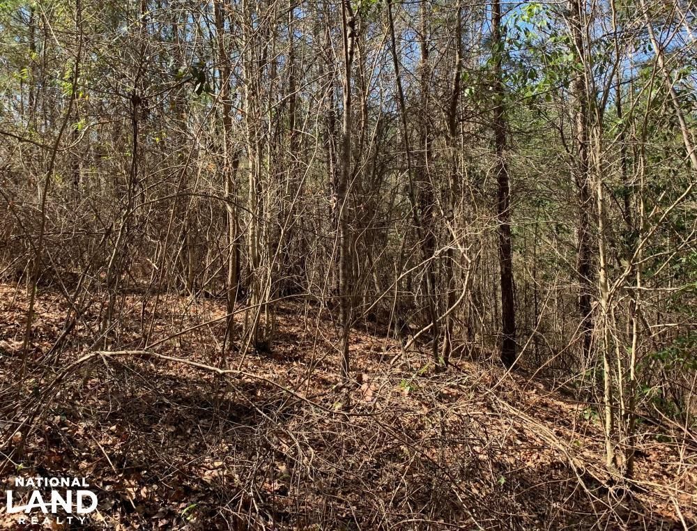 20 acres in Catahoula Parish, Louisiana