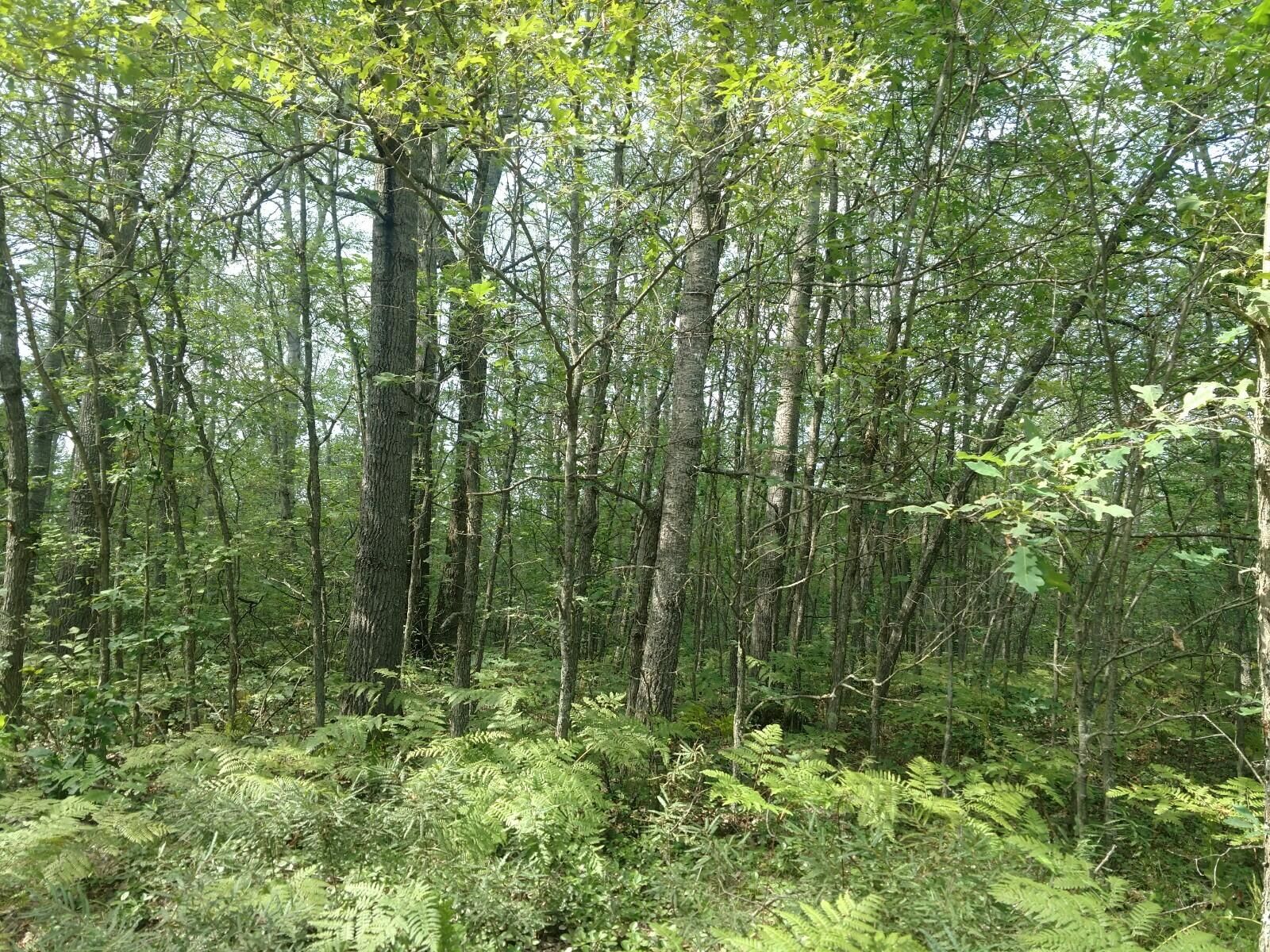 40 acres in Crawford County, Michigan