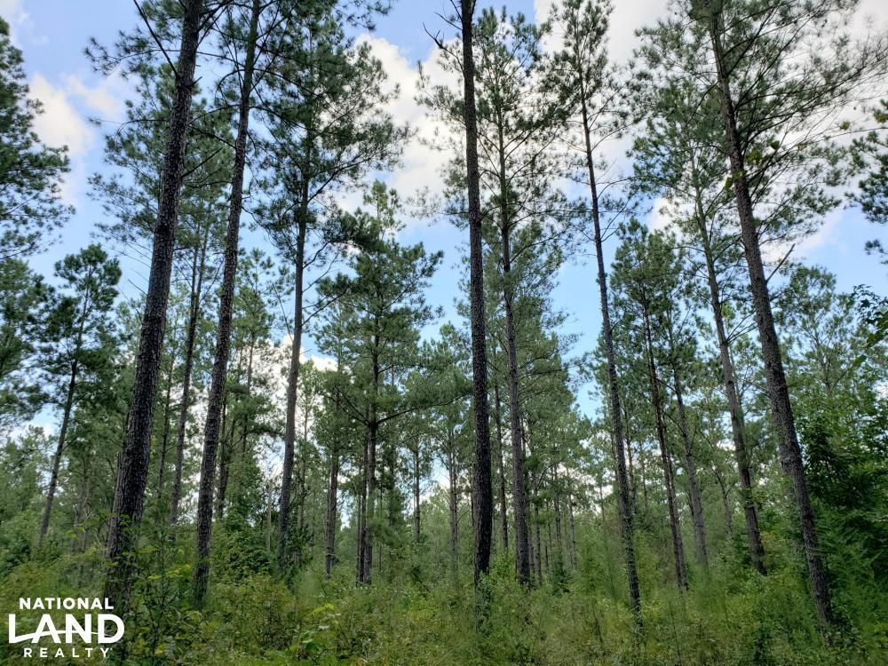 000 Pea Creek Road, Louisville, AL 36048