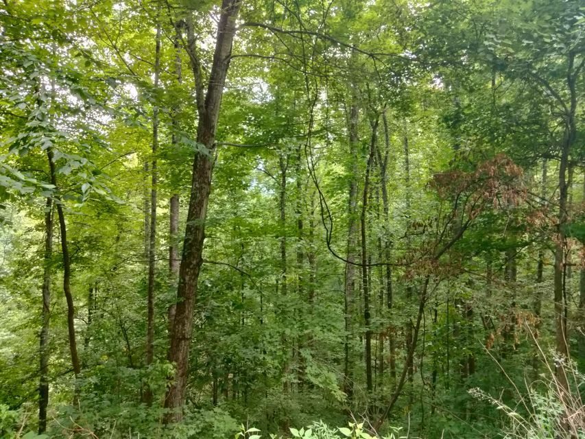 8 acres in Blount County, Tennessee