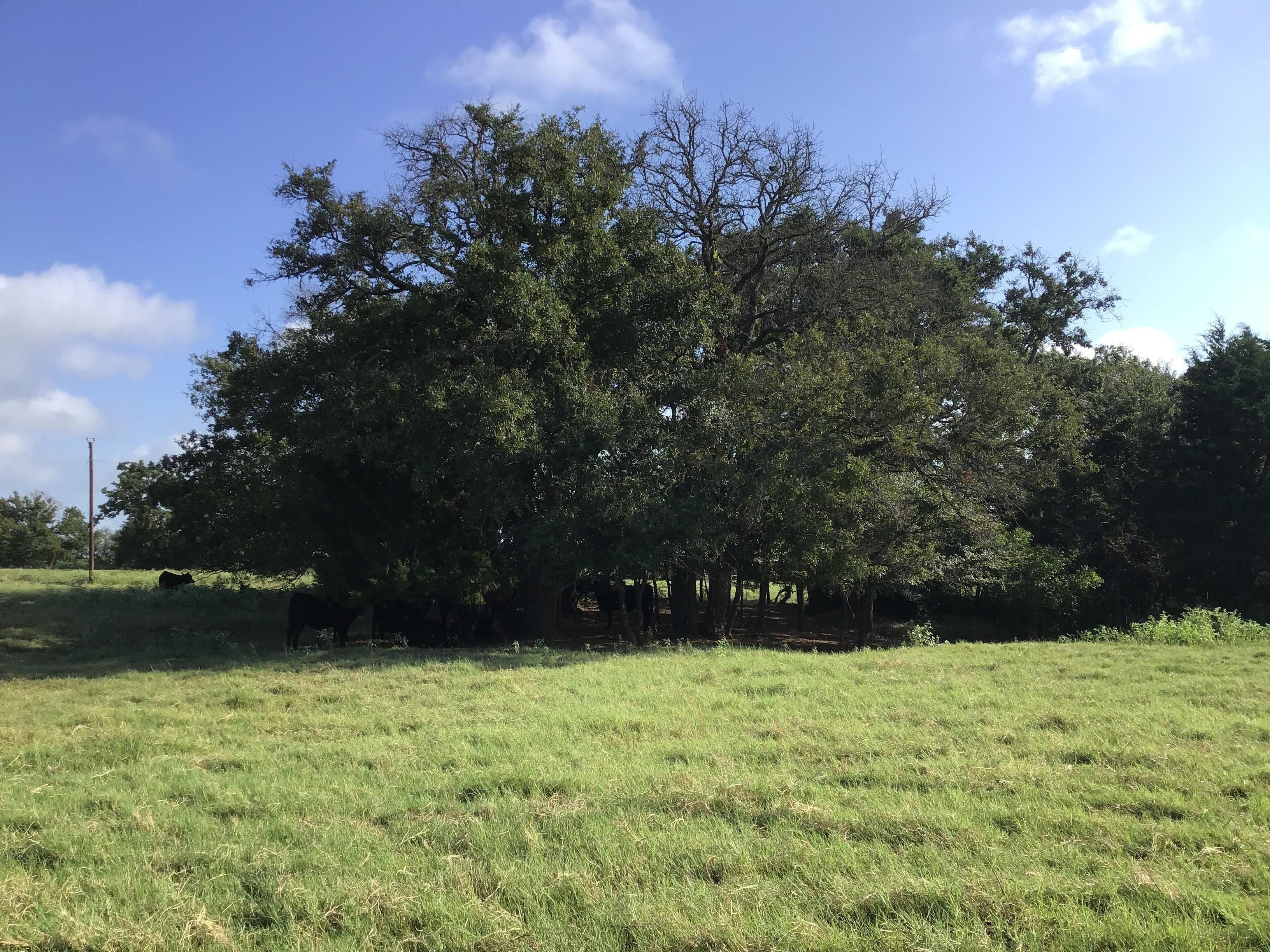 20 acres in Limestone County, Texas
