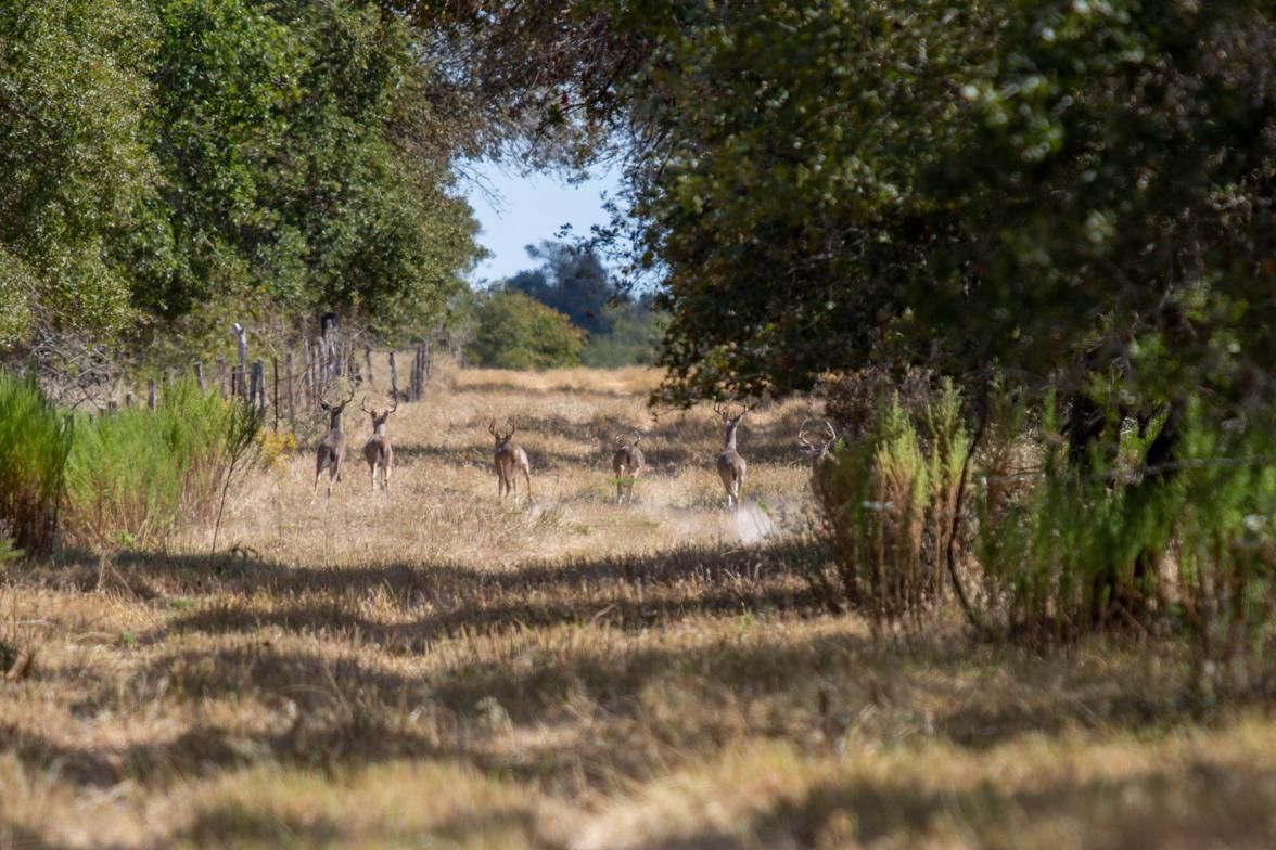 379.54 acres in Wilson County, Texas