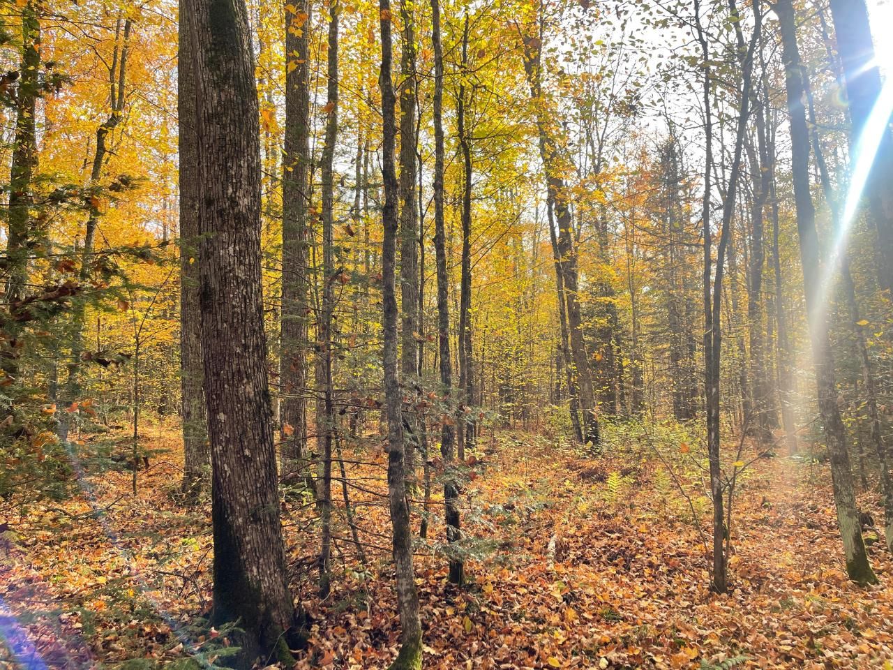 40 acres in Forest County, Wisconsin