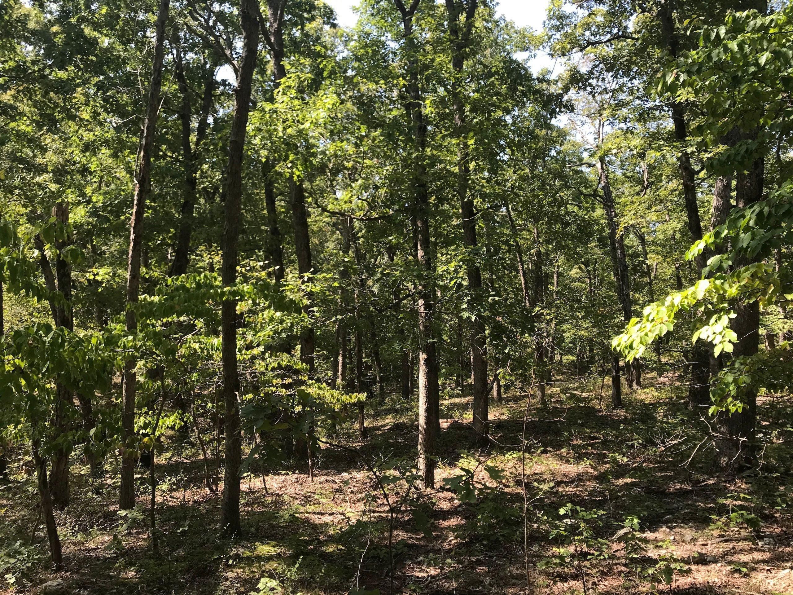 40 acres in Dallas County, Missouri