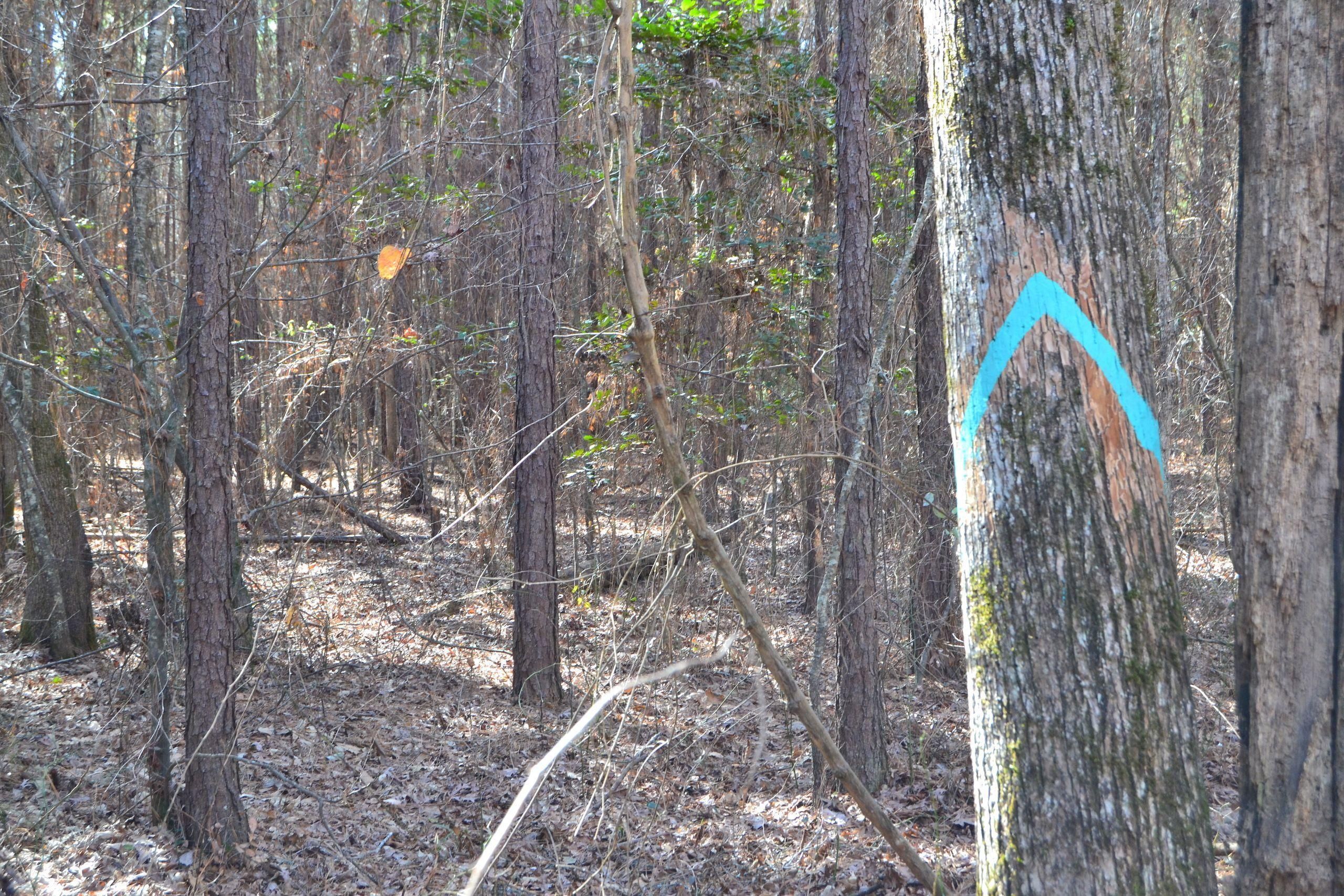 40 acres in Calhoun County, Arkansas