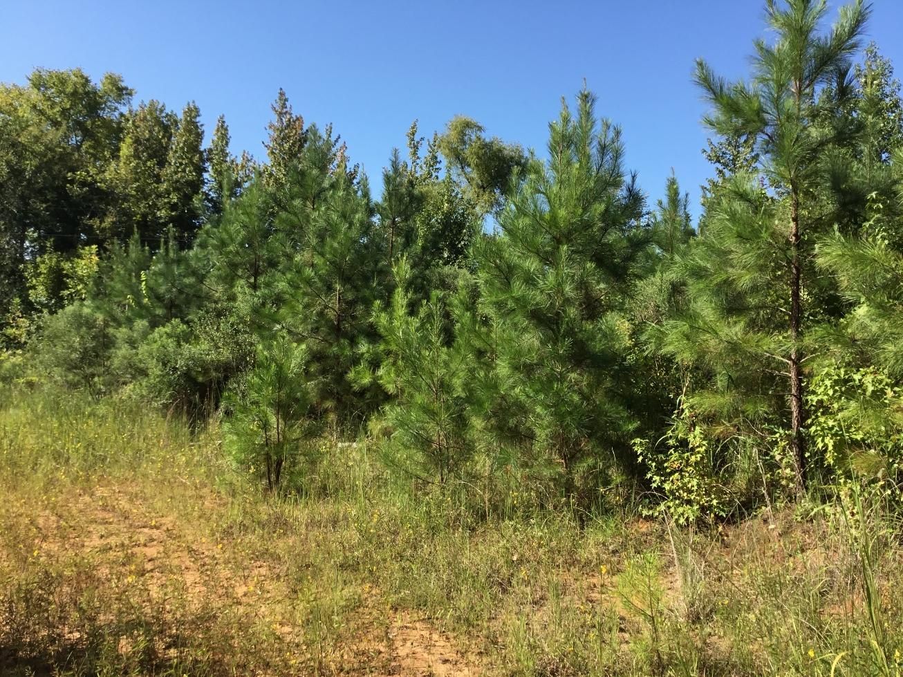 287 acres in ster County, Mississippi