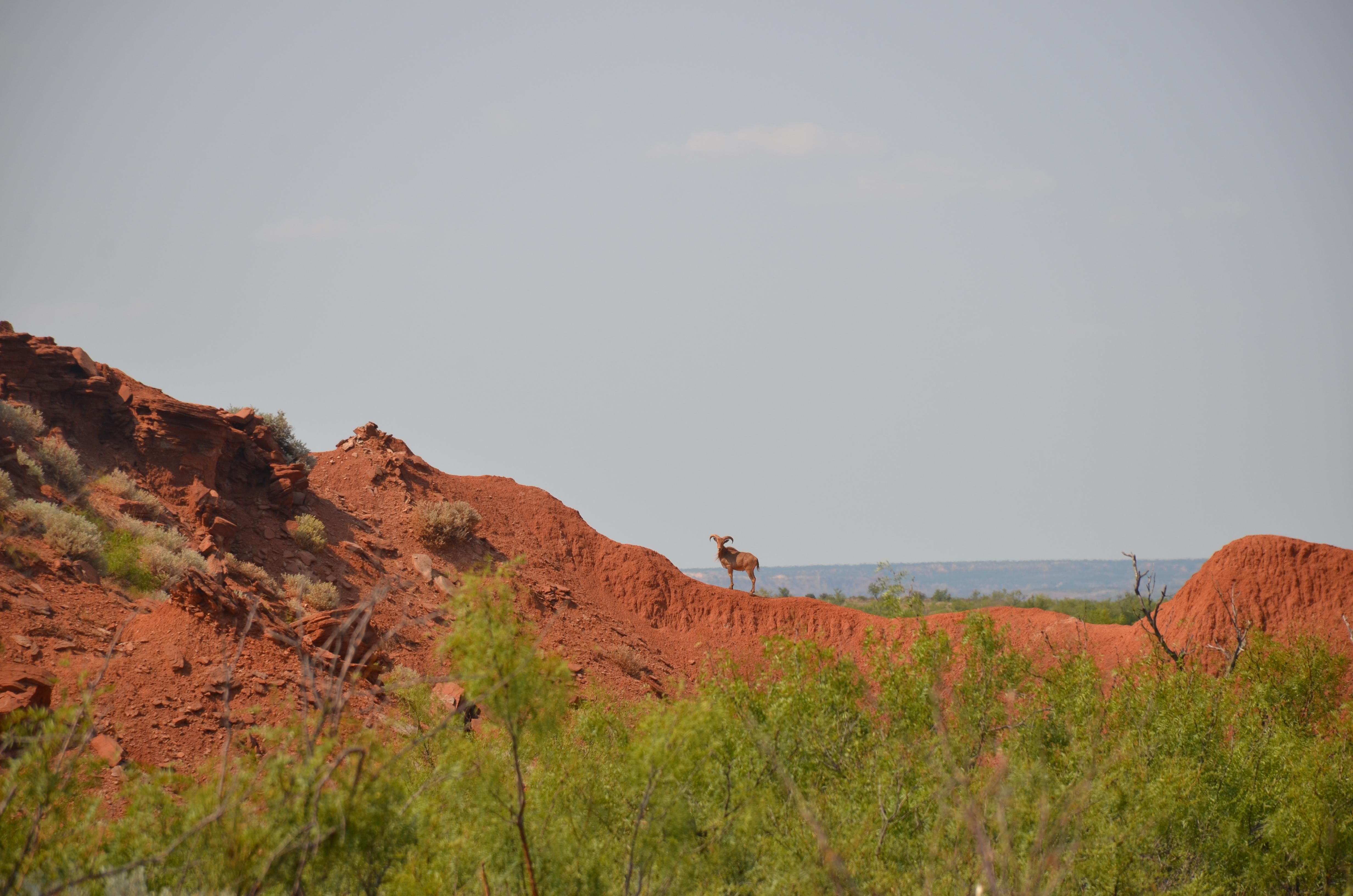 2,745 acres in Borden County, Texas