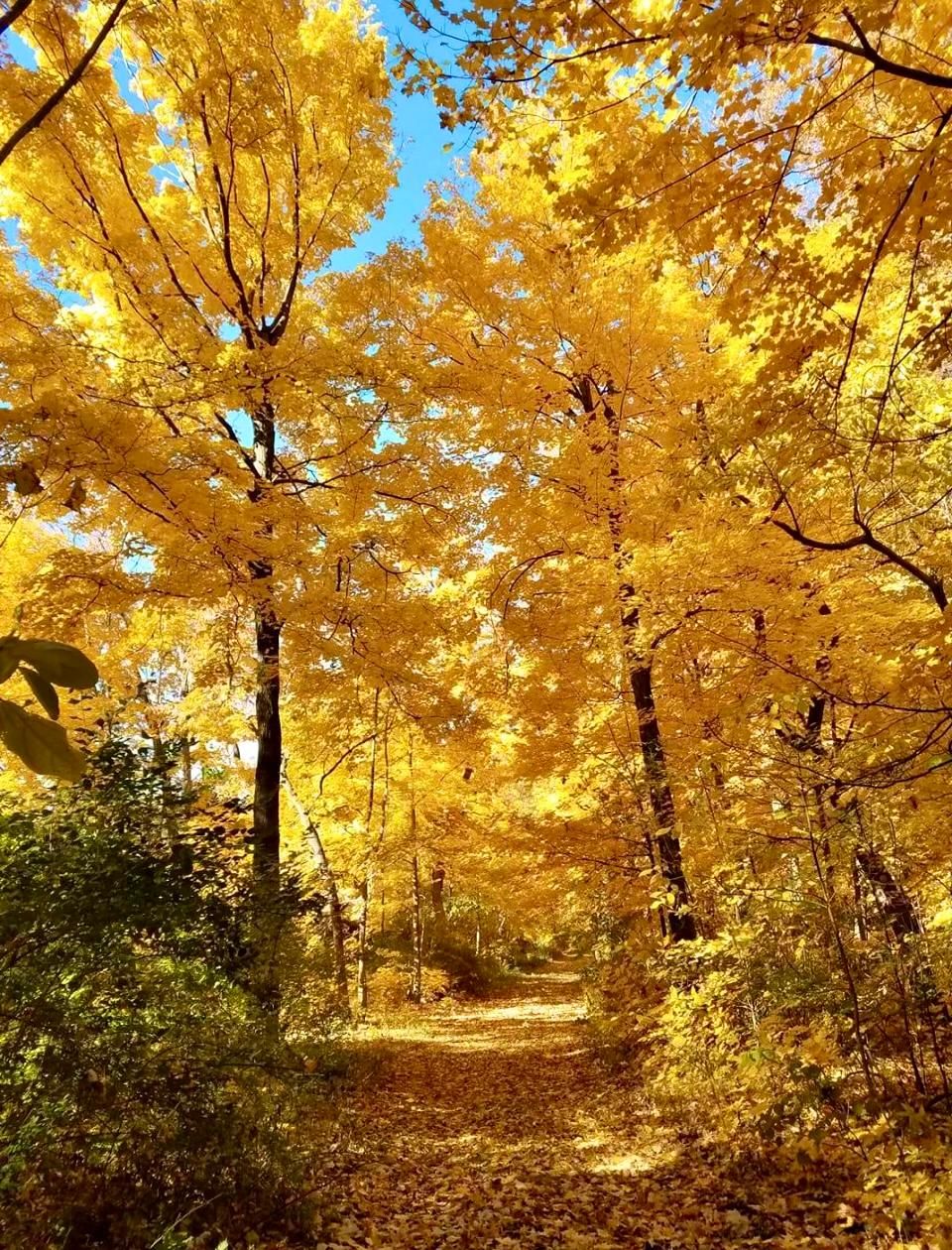 196 acres in Tazewell County, Illinois