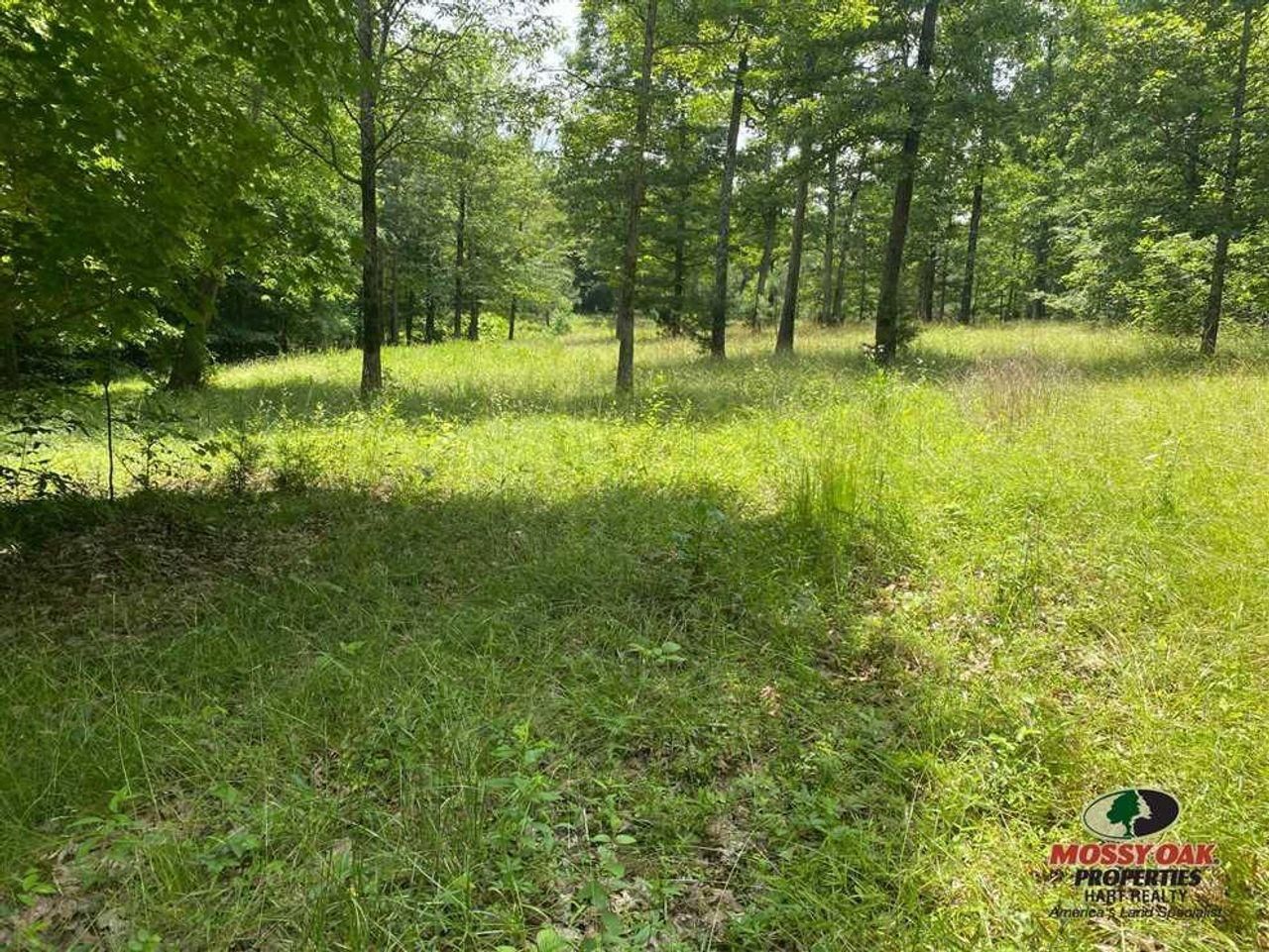 49 acres in Calloway County, Kentucky