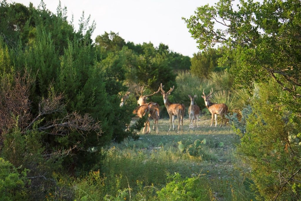 204 acres in Val Verde County, Texas