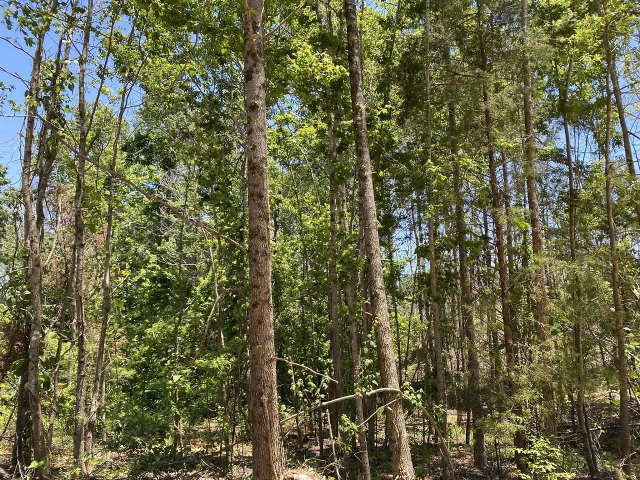 285.82 acres in Marion County, Alabama