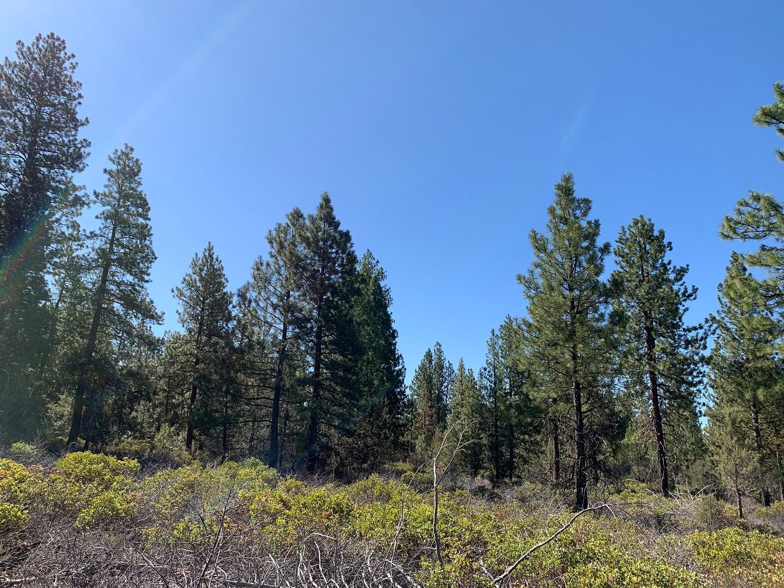 Bunting Drive, Bonanza, OR 97623