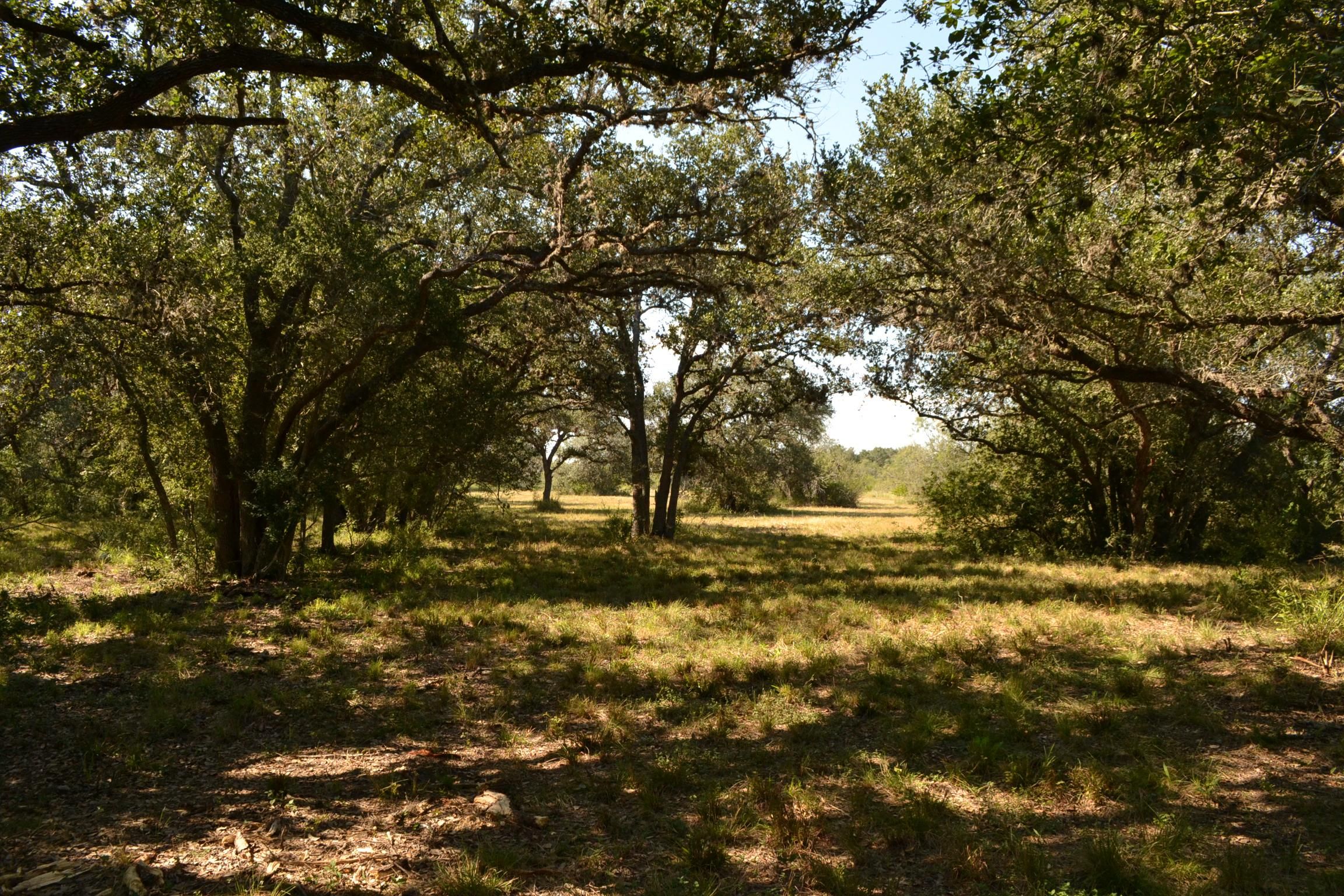 119.75 acres in Berclair, TX, 77681 MLS Miller Creek Ranches