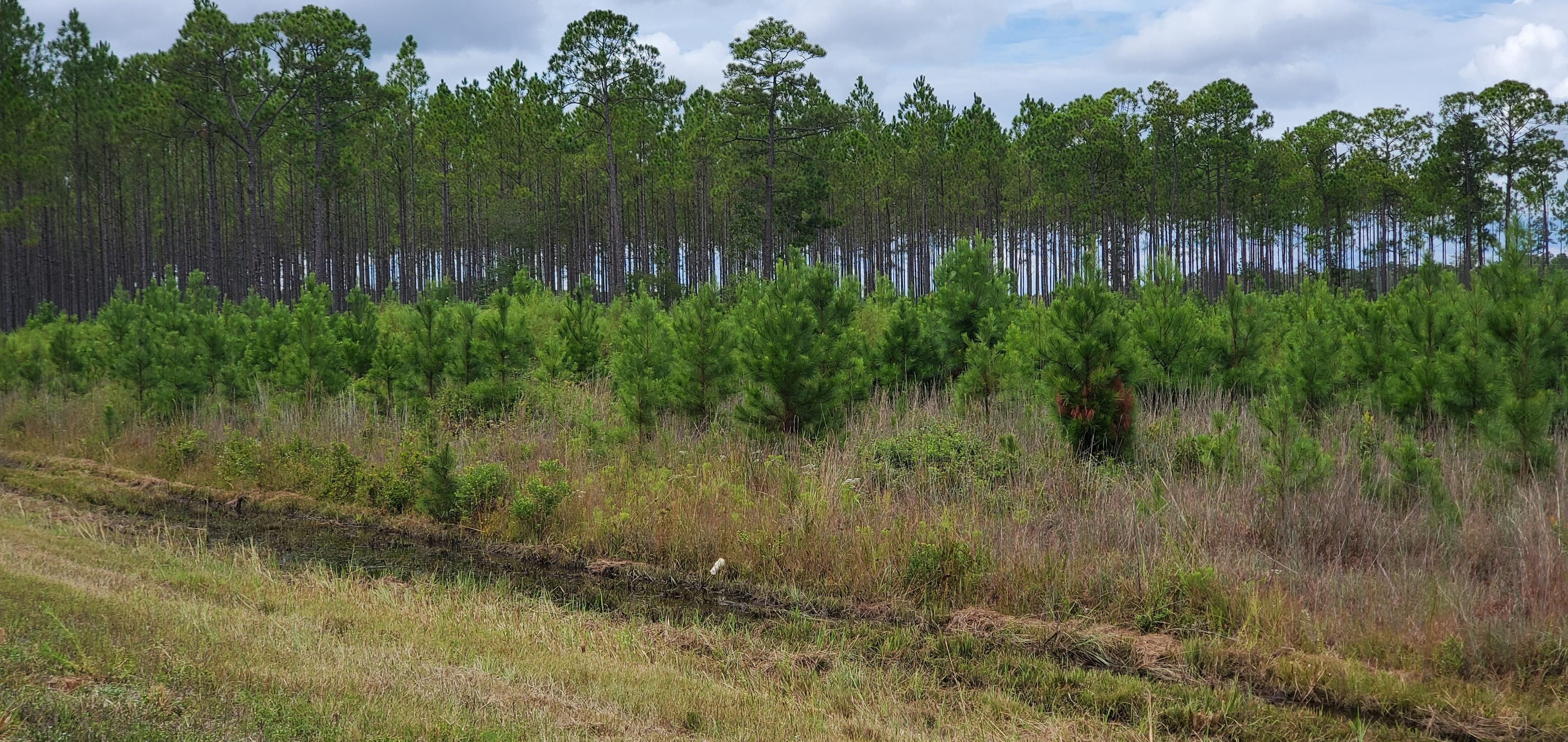 64.5 acres in Ware County,