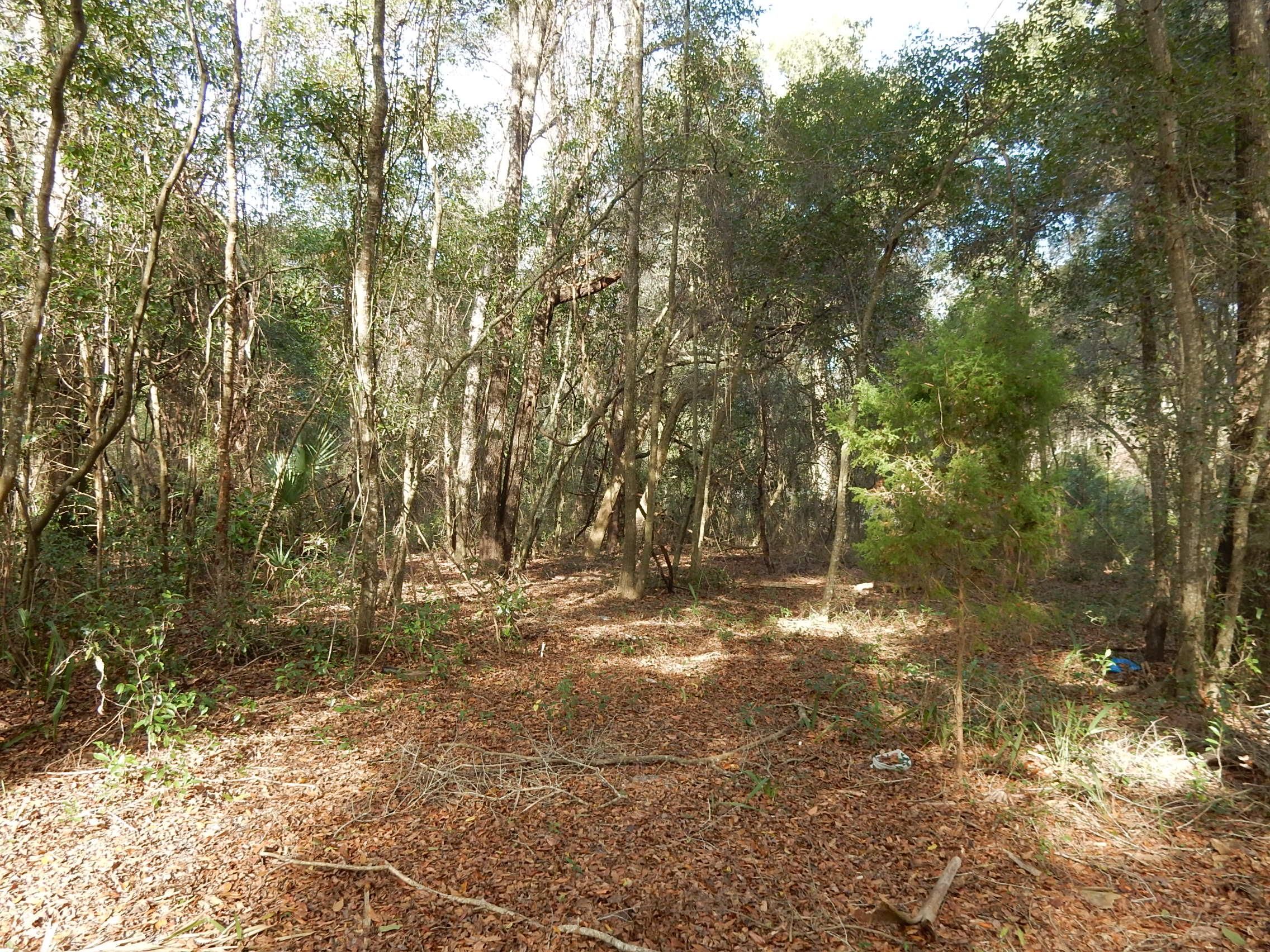 202 Acres In Levy County Florida 3085