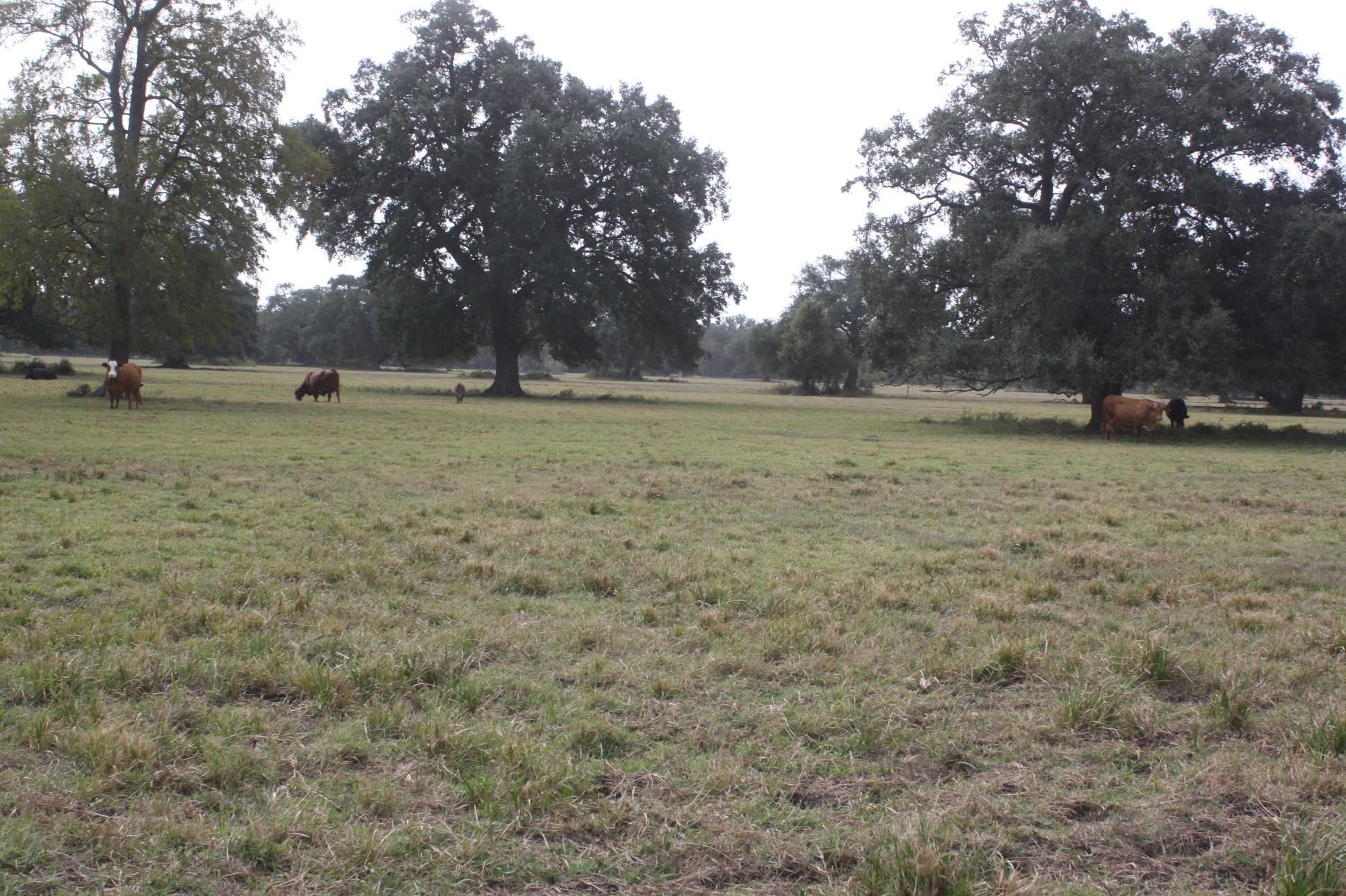 County Road 124, Wharton, TX 77488